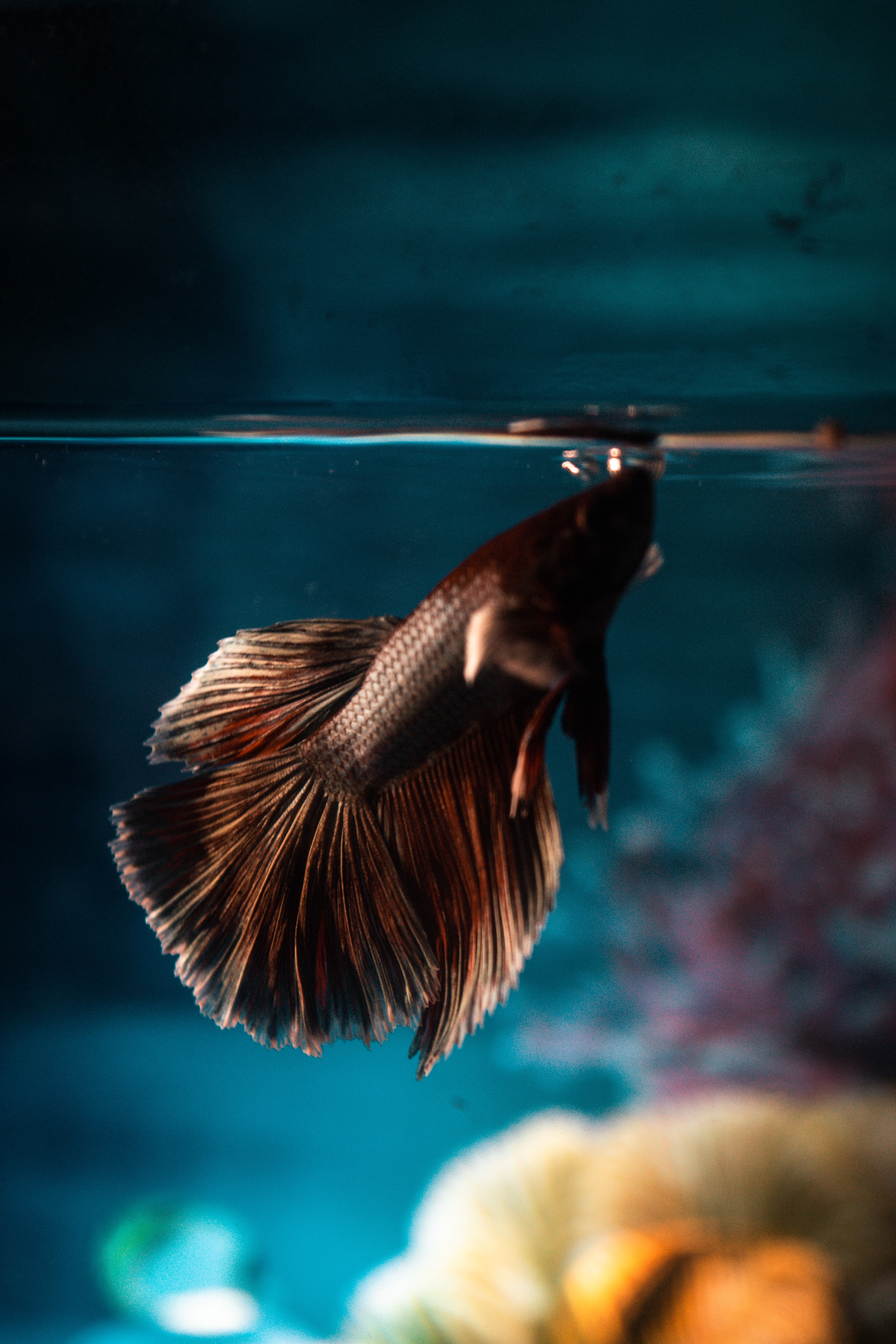 4K Fish Wallpapers