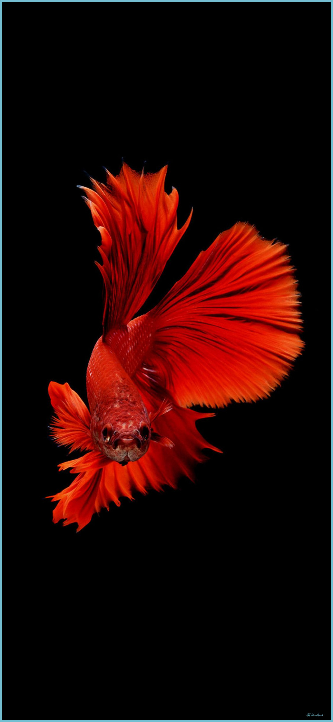 4K Fish Wallpapers