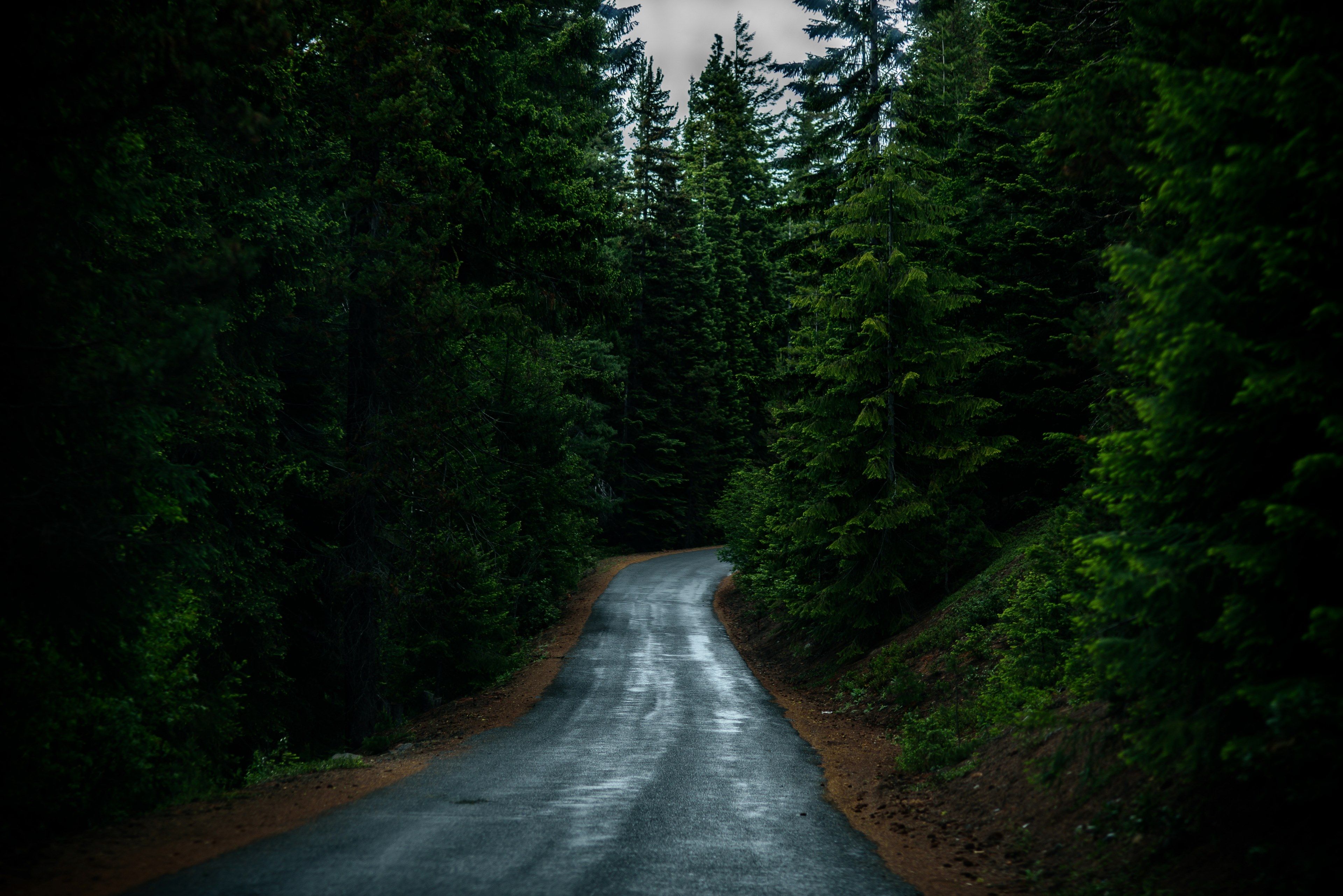 4K Forest Road Hd Photography Wallpapers