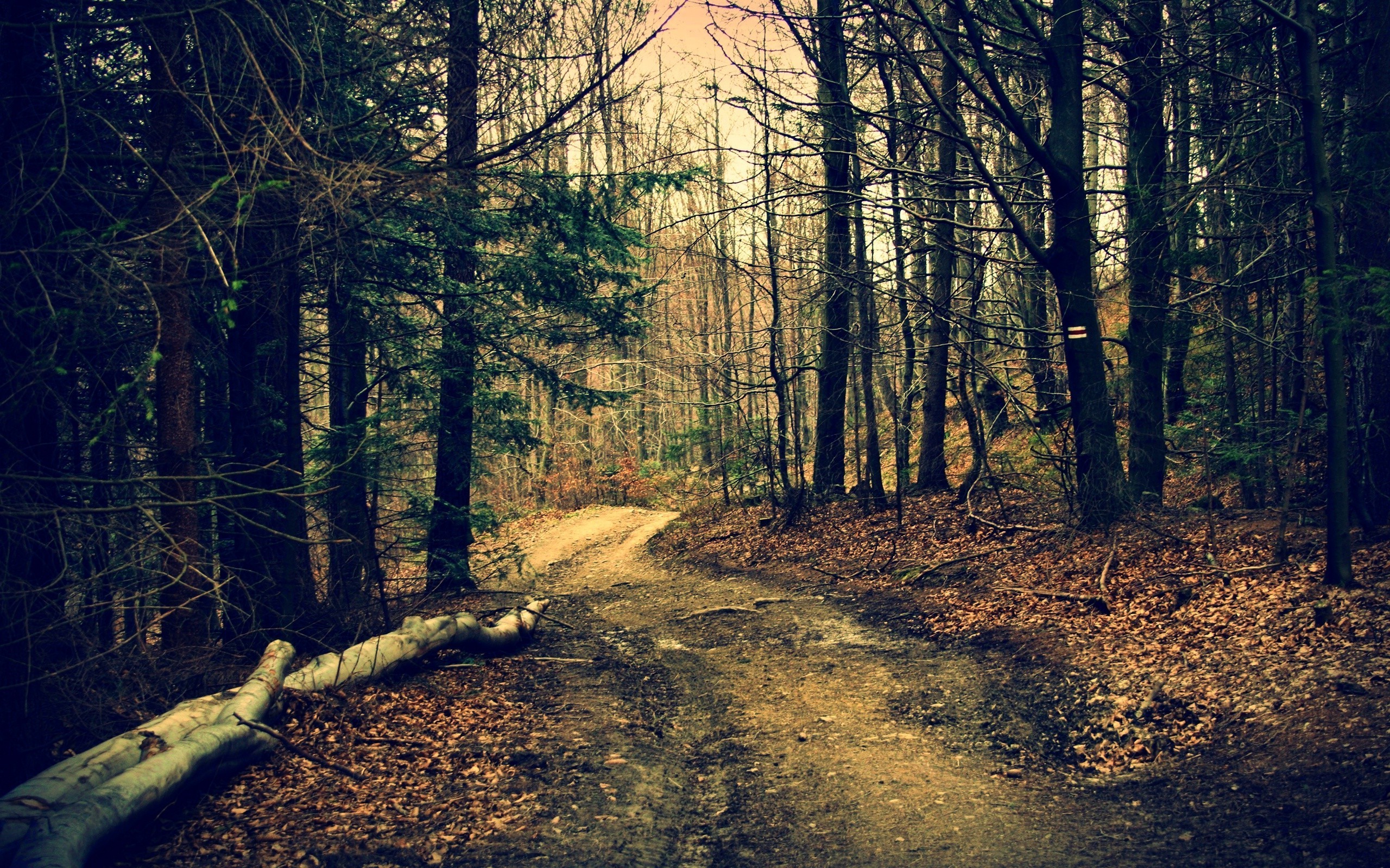 4K Forest Road Hd Photography Wallpapers