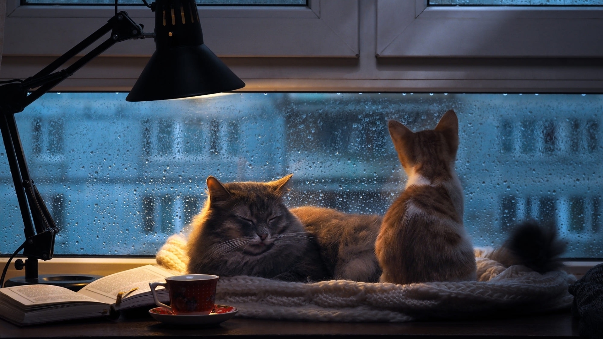 4K Girl In The Rain With Cat Wallpapers