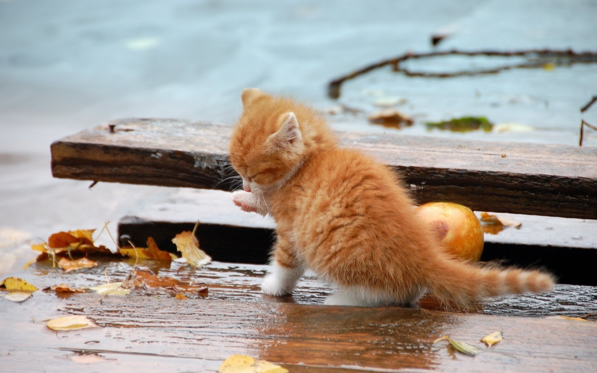 4K Girl In The Rain With Cat Wallpapers