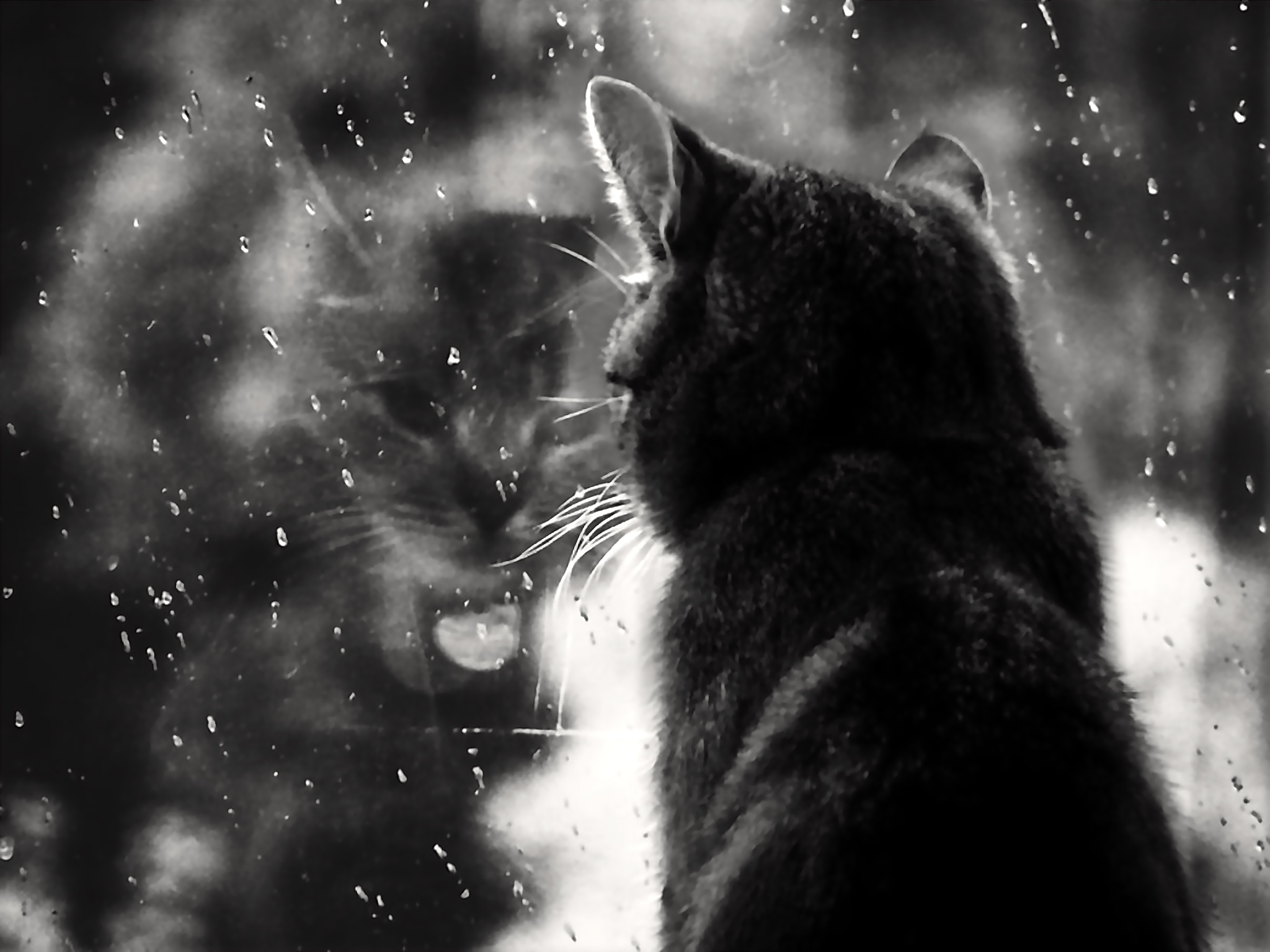 4K Girl In The Rain With Cat Wallpapers