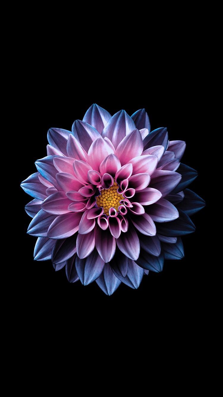 4K Iphone 11 Flowers Wallpapers