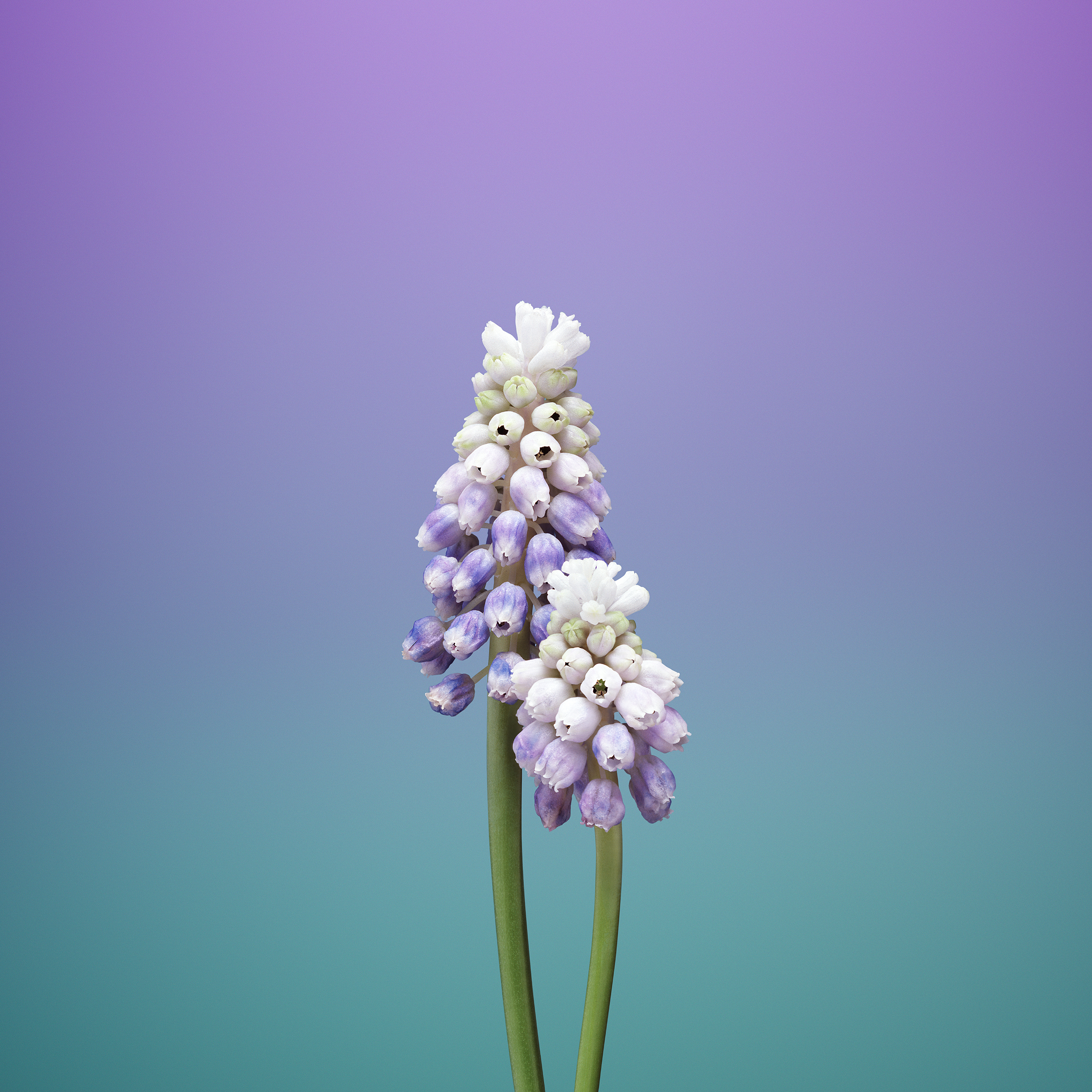 4K Iphone 11 Flowers Wallpapers