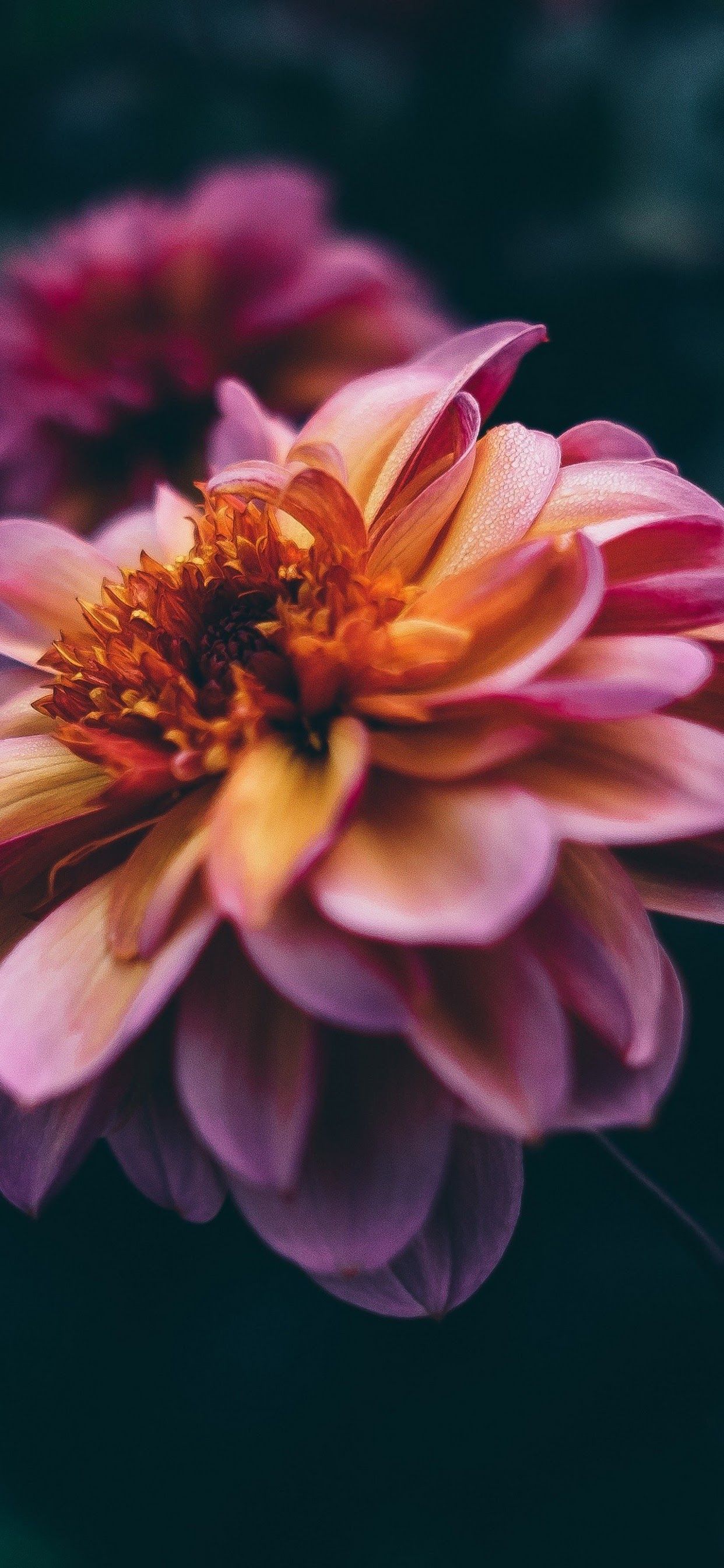 4K Iphone 11 Flowers Wallpapers