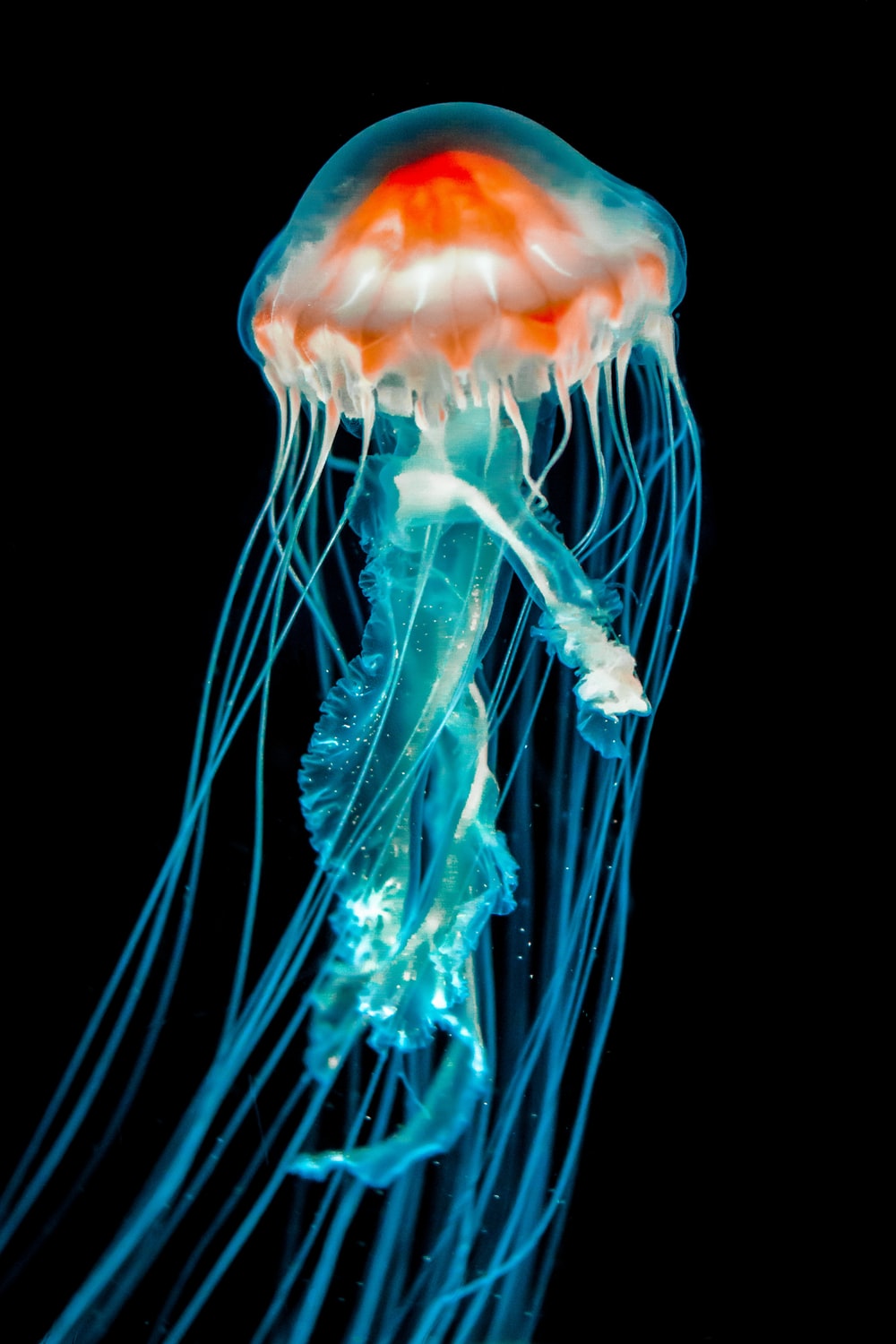 4K Jellyfish Wallpapers