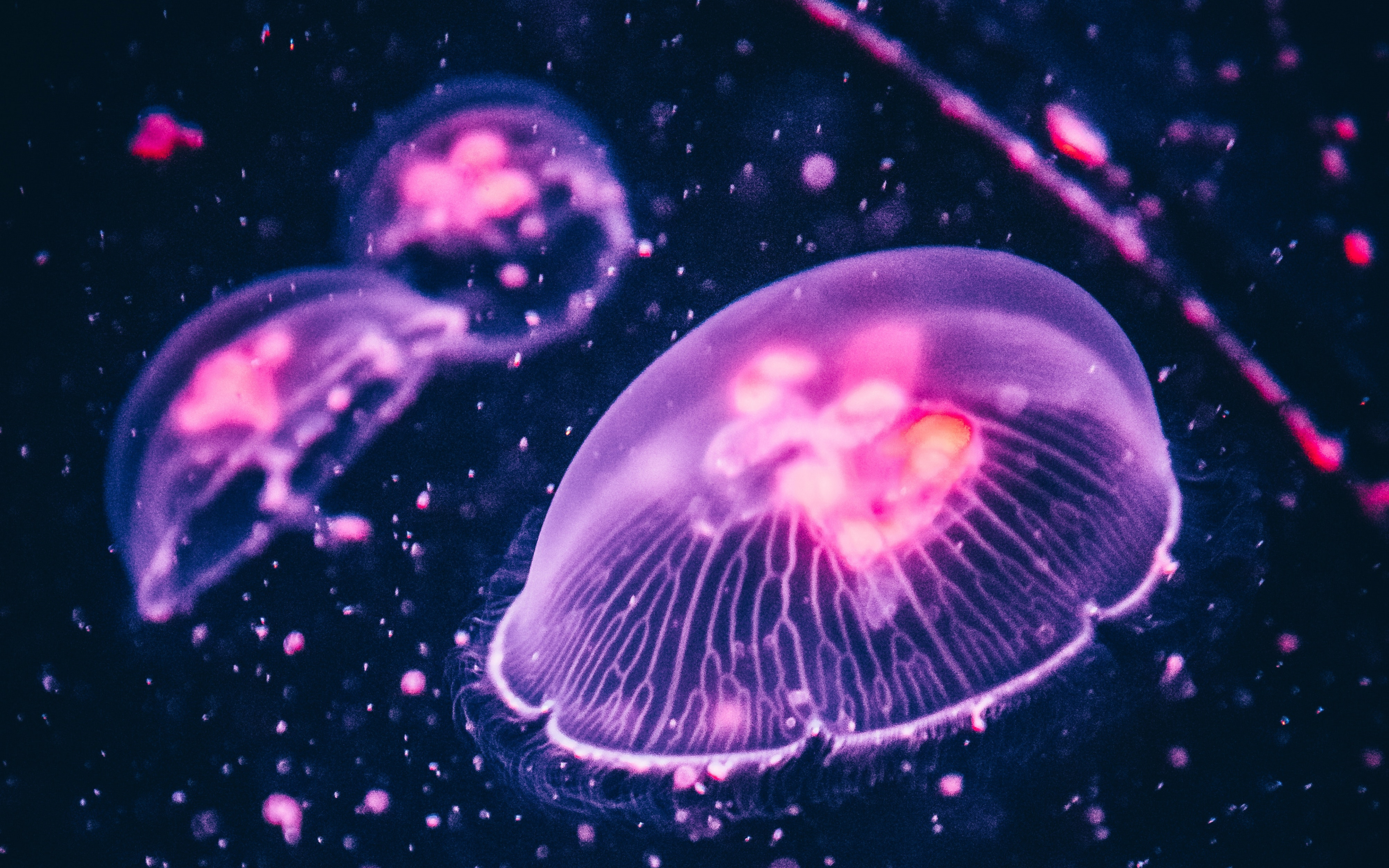 4K Jellyfish Wallpapers