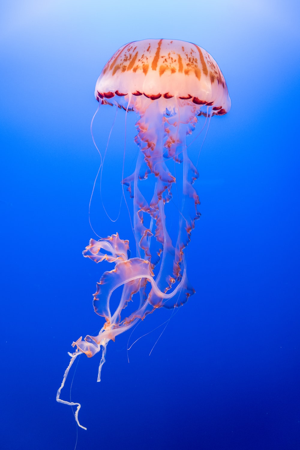 4K Jellyfish Wallpapers