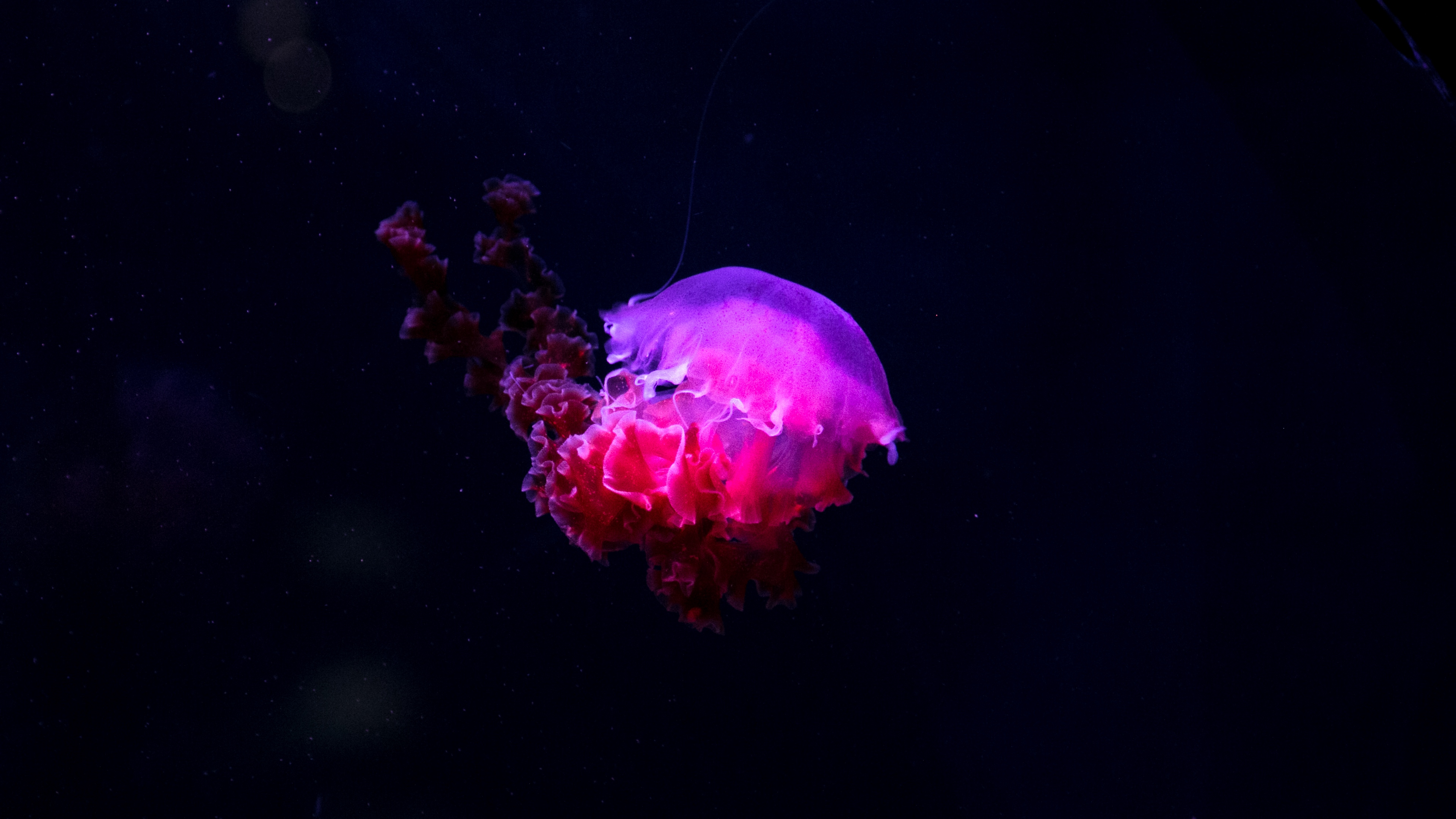 4K Jellyfish Wallpapers