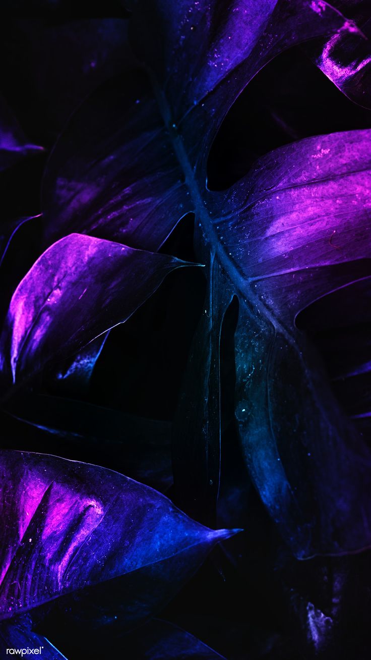 4K Neon Purple Wallpapers