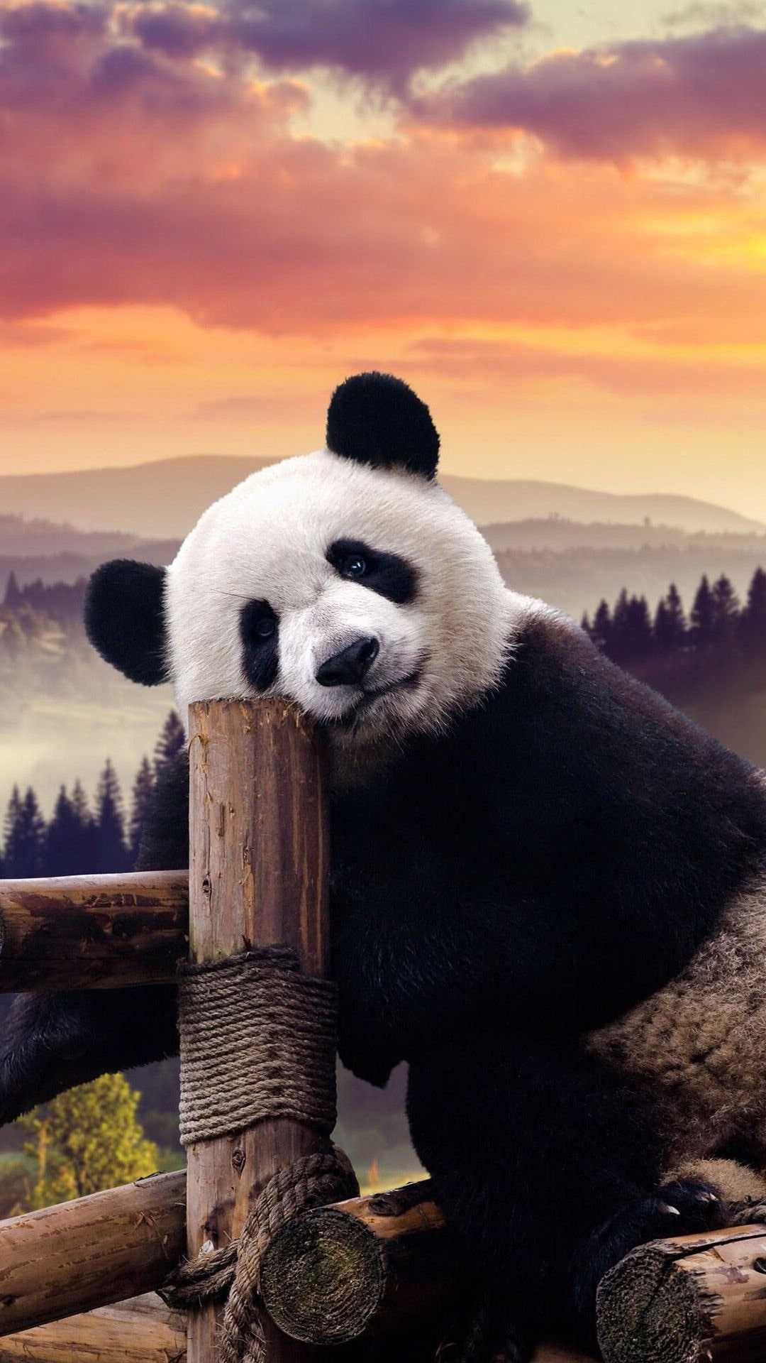 4K Panda Wallpapers