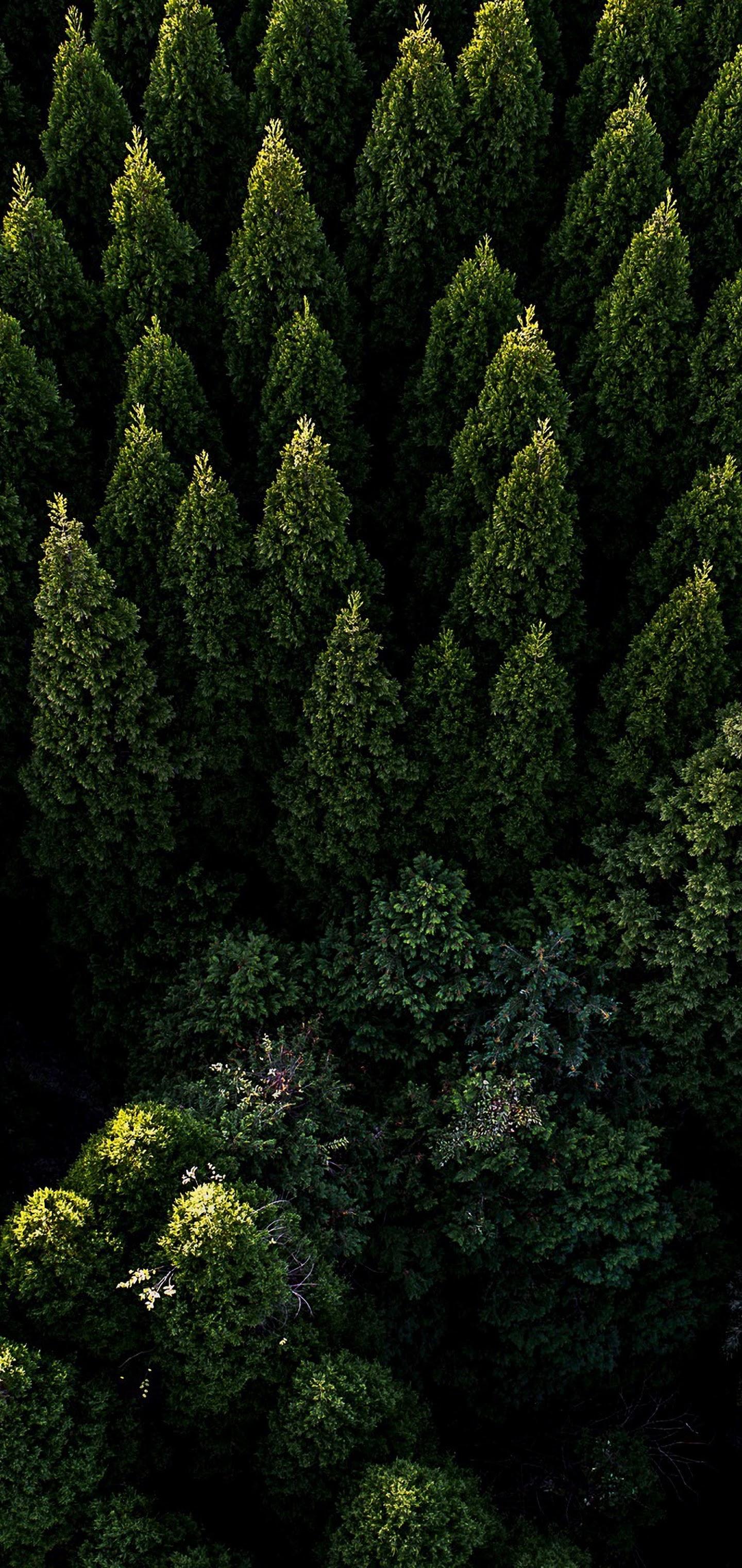 4K Phone Forest Wallpapers