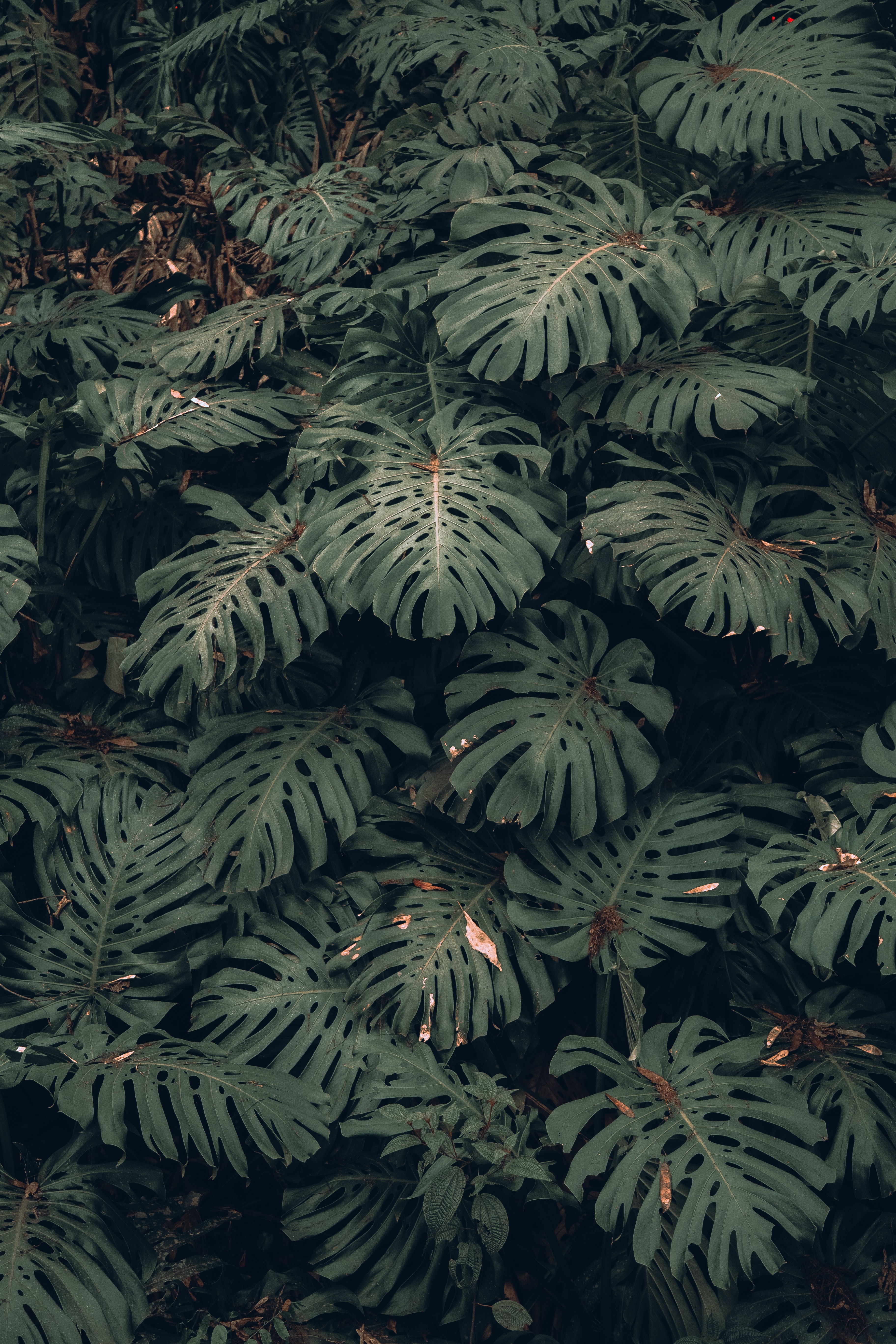 4K Plant Wallpapers