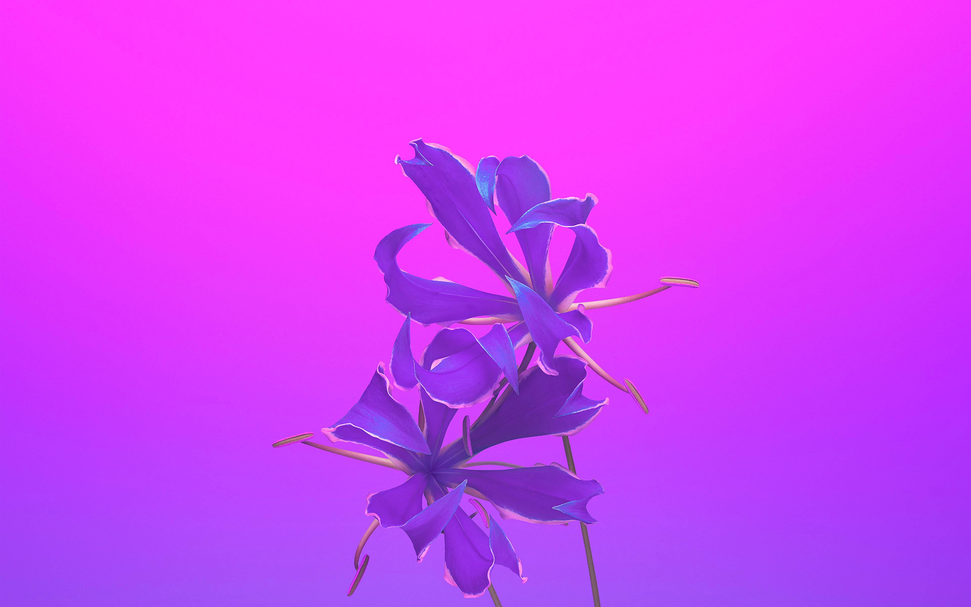 4K Purple Wallpapers