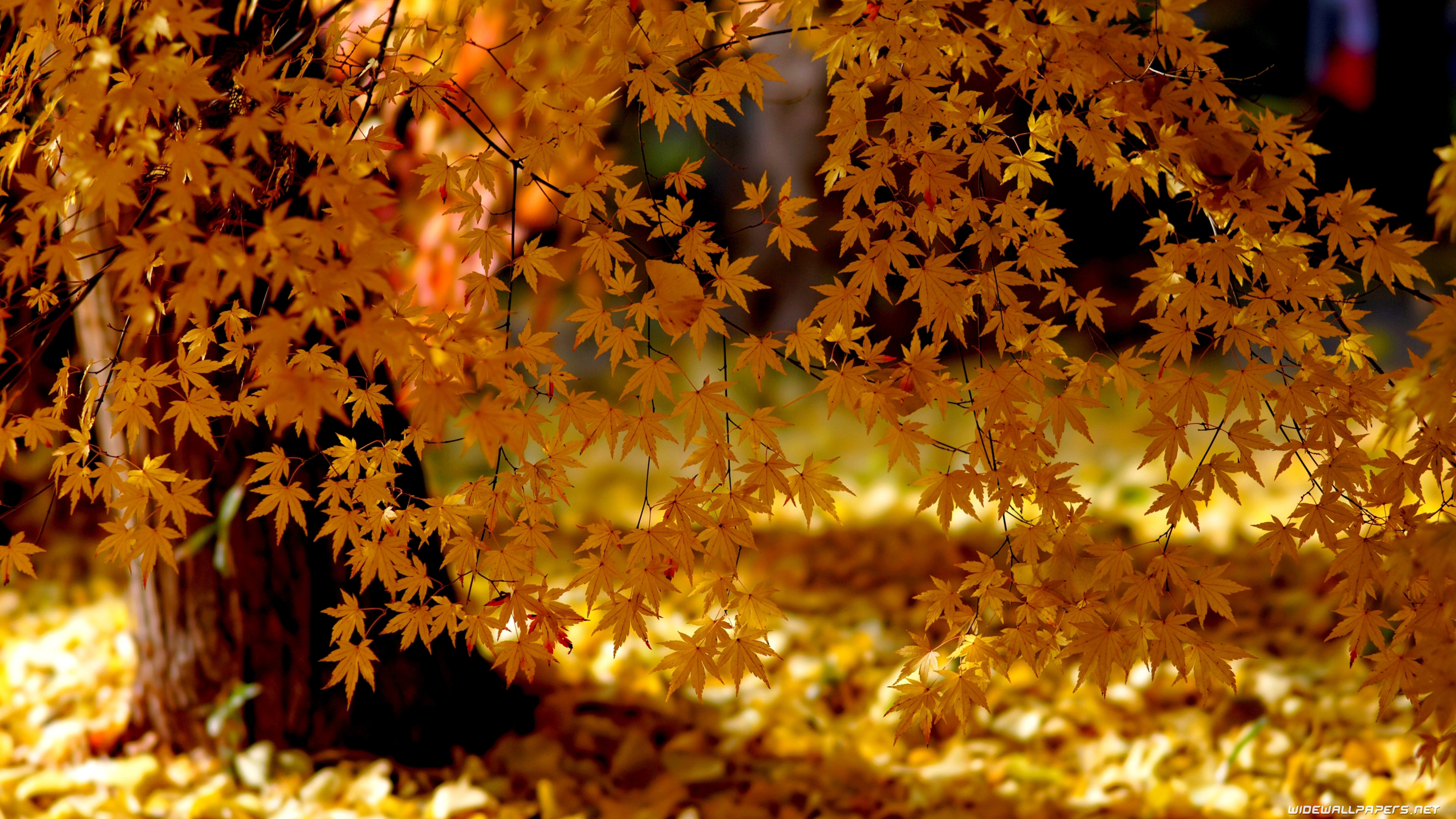 4K Ultra Hd Autumn Wallpapers