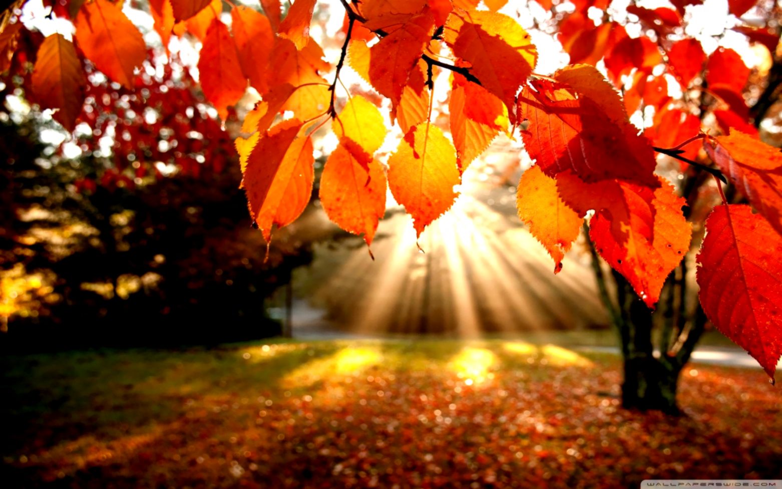 4K Ultra Hd Autumn Wallpapers