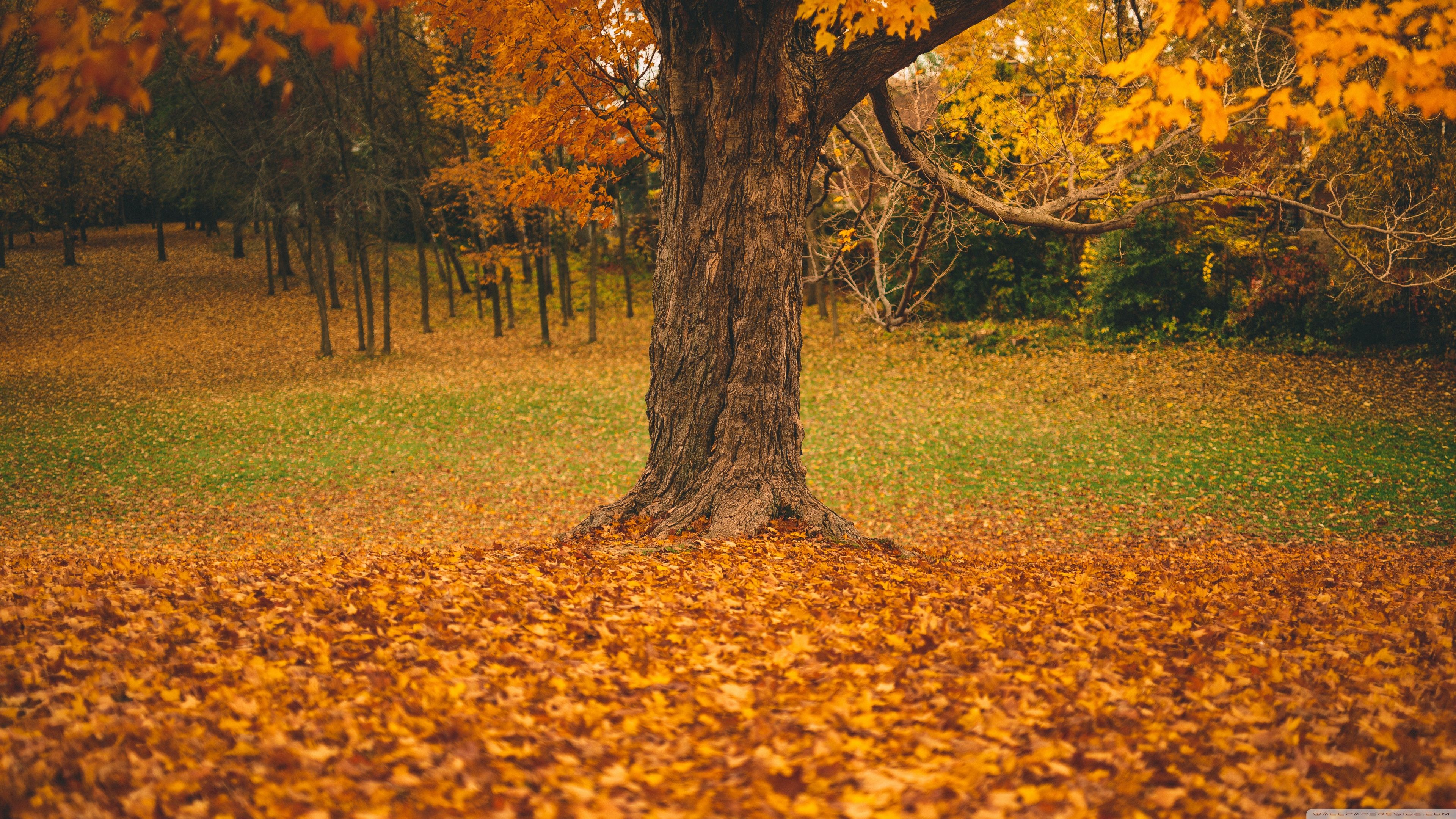 4K Ultra Hd Autumn Wallpapers