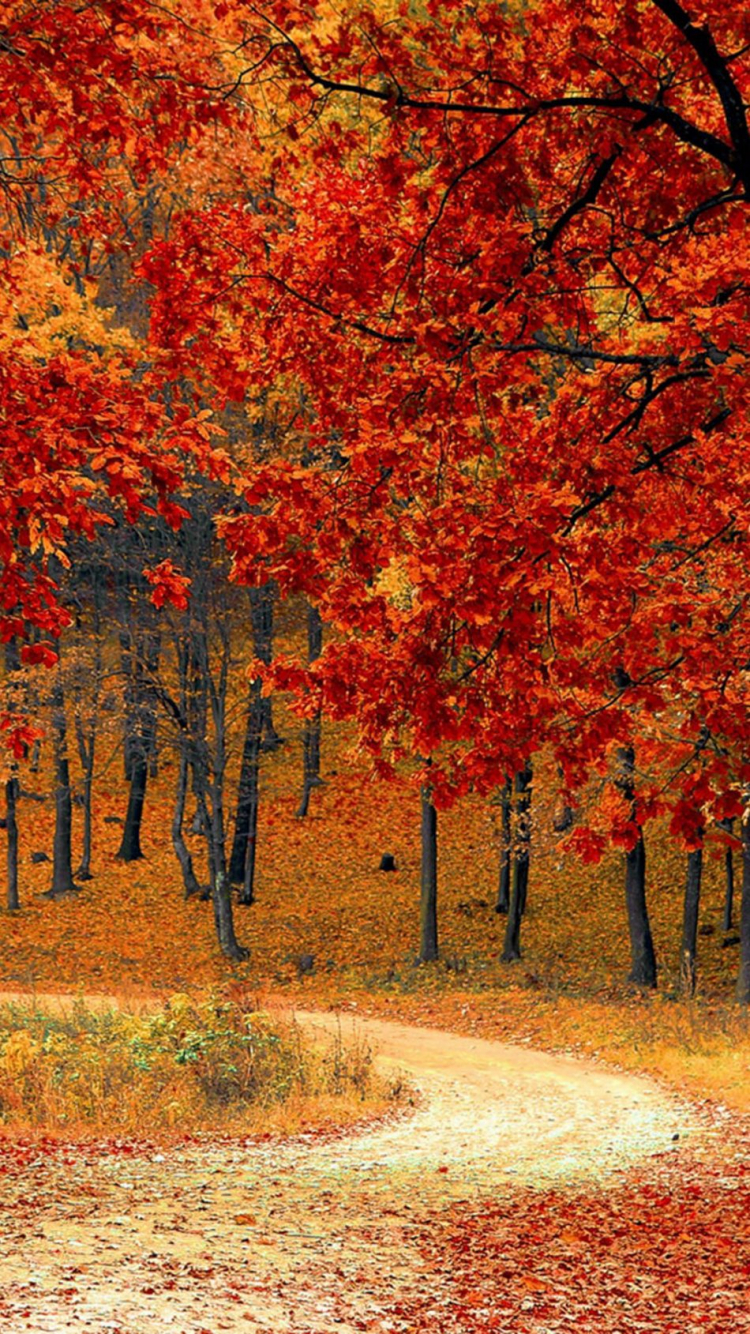 4K Ultra Hd Autumn Wallpapers