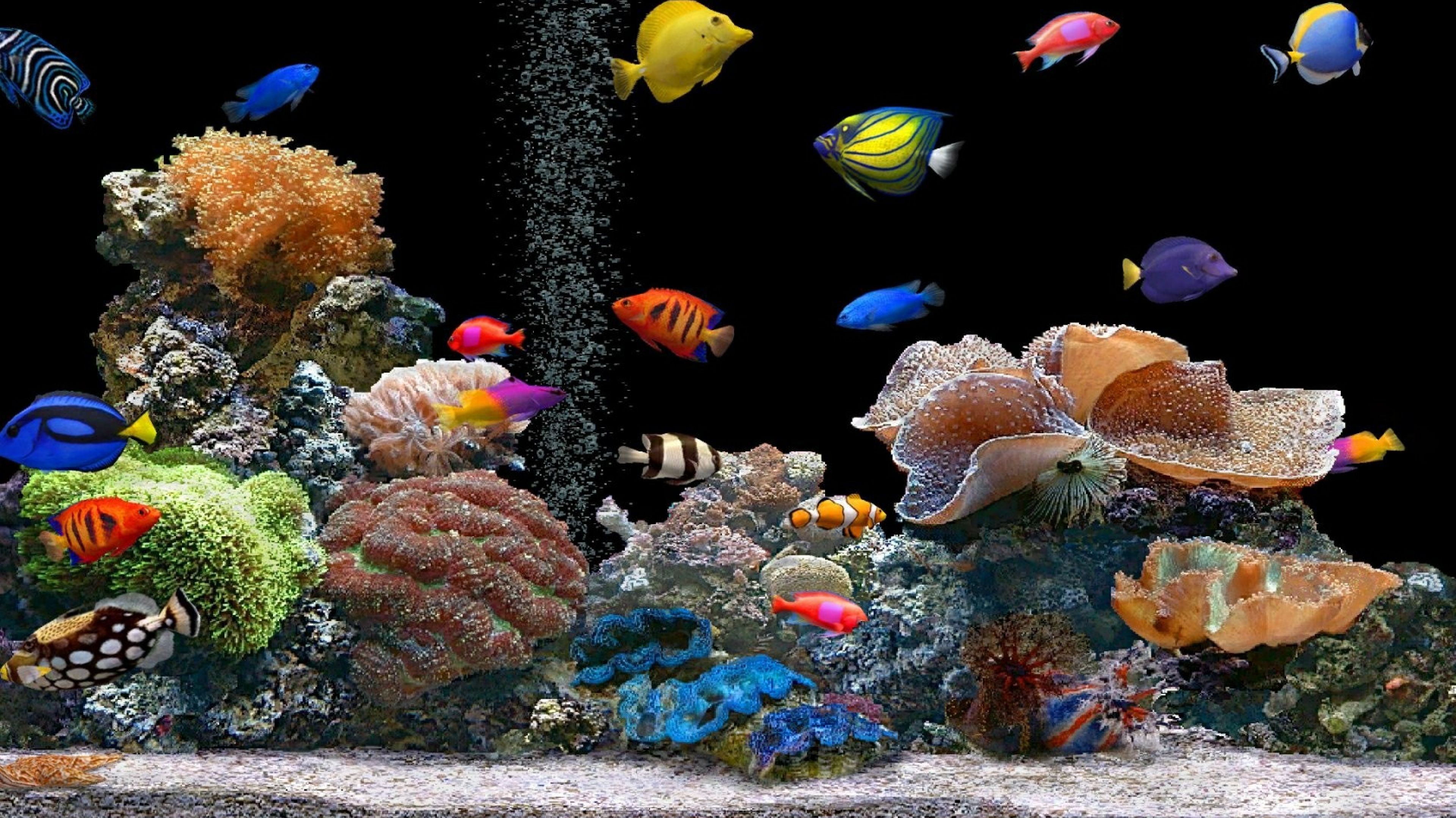 4K Ultra Hd Fish Wallpapers