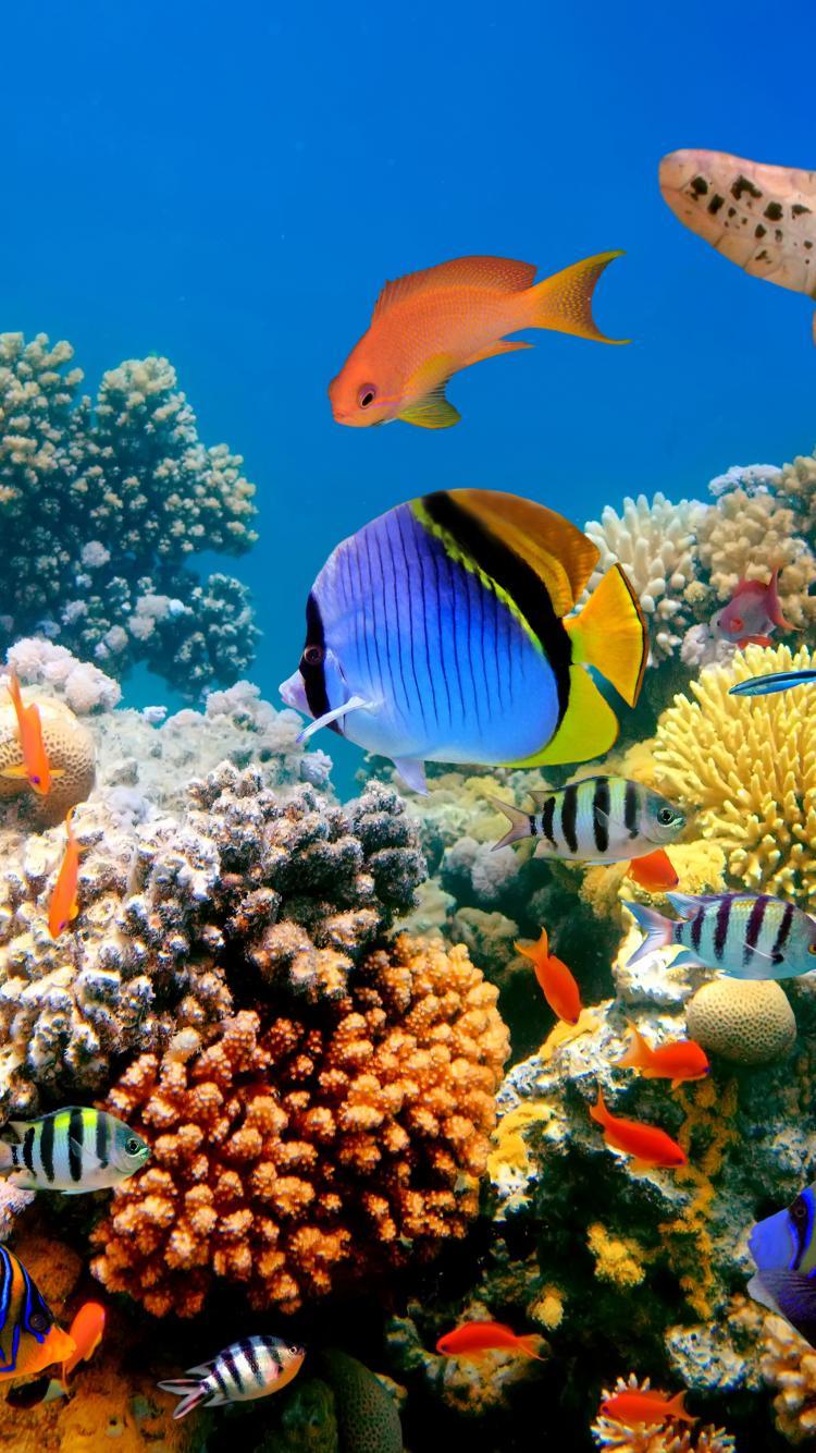 4K Ultra Hd Fish Wallpapers