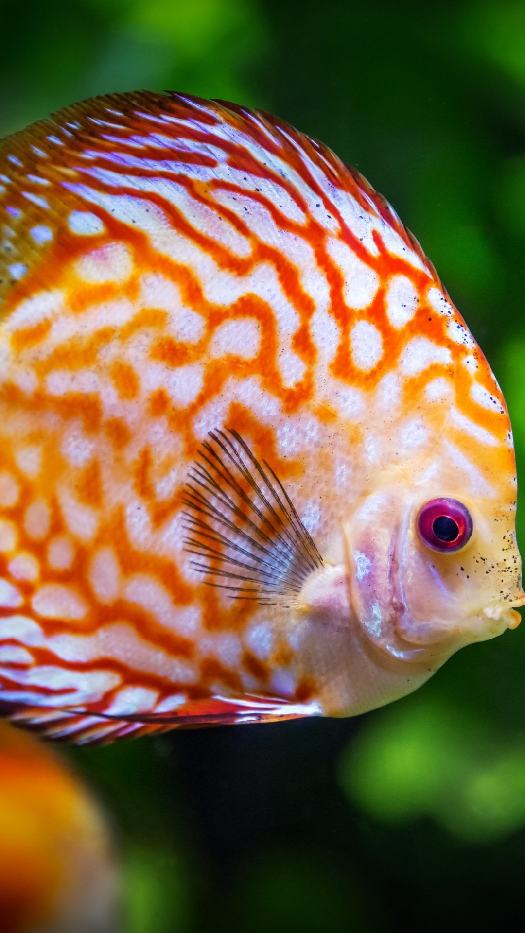 4K Ultra Hd Fish Wallpapers