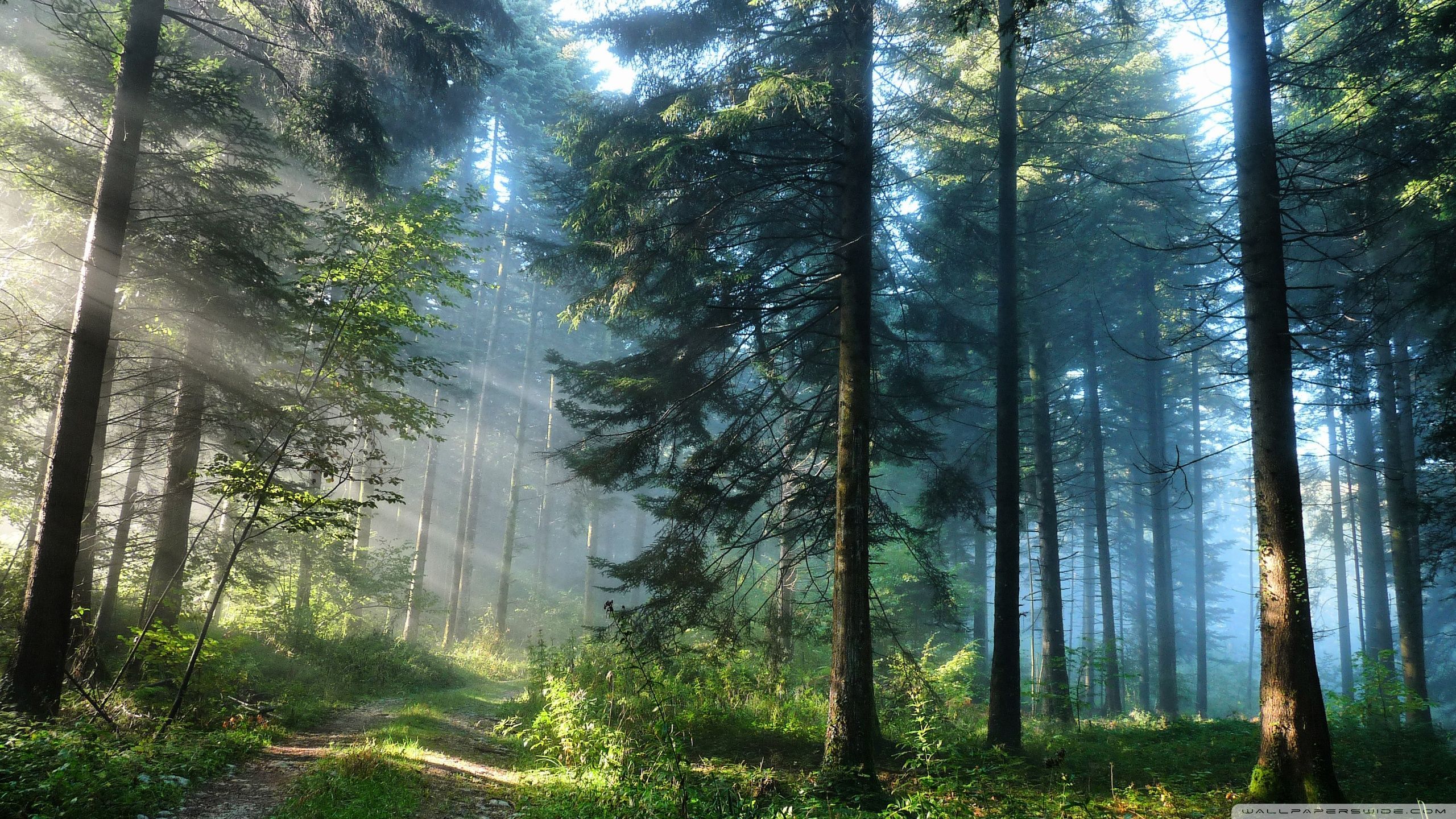 4K Ultra High Resolution Forest Wallpapers