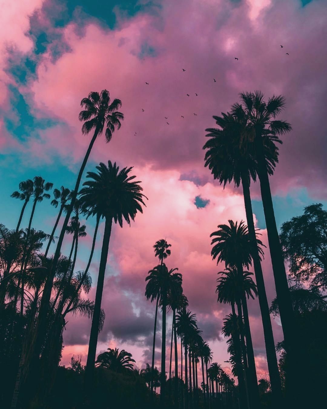 80S Palm Trees Wallpapers