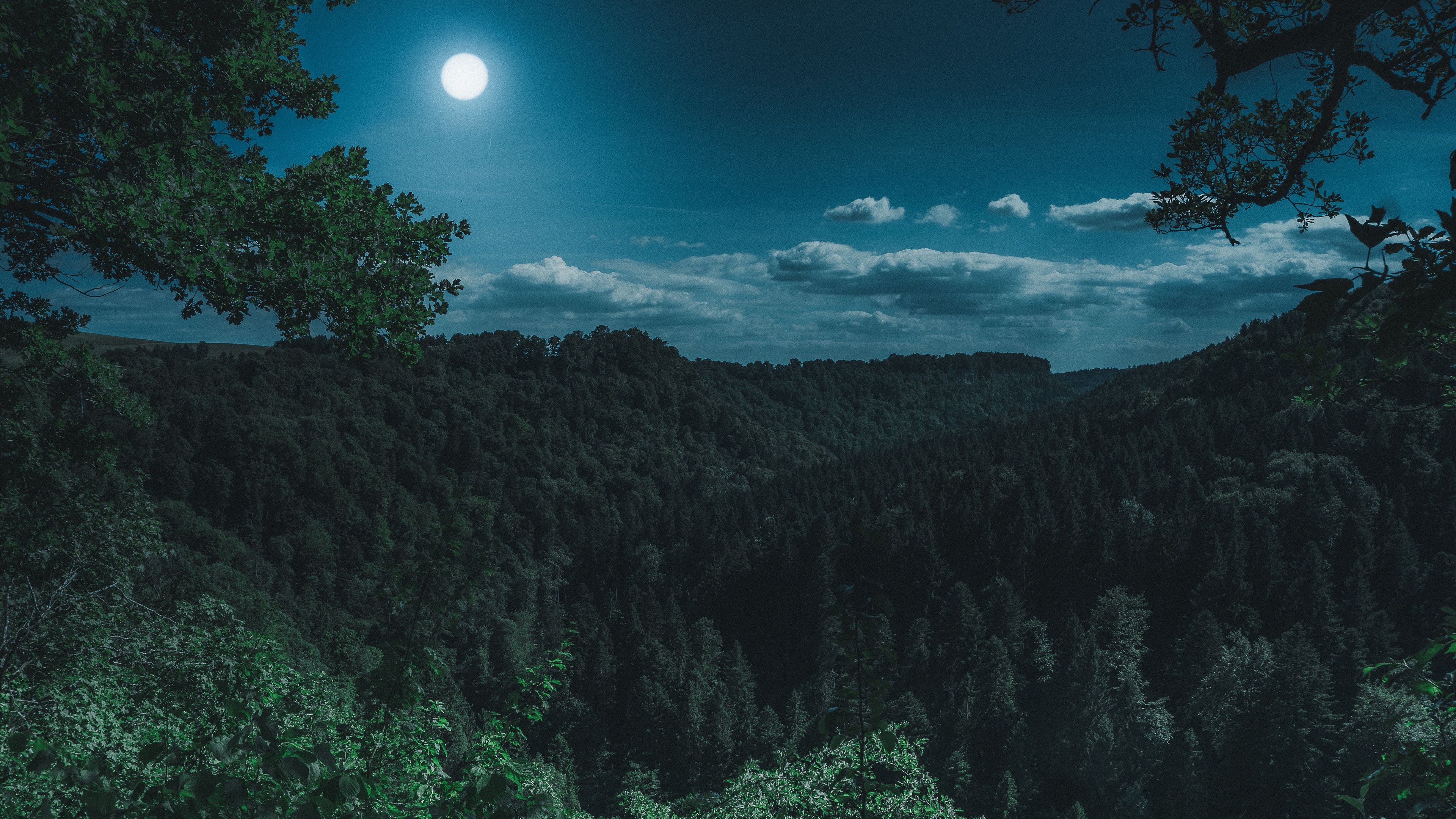 A Forest Night 4K Wallpapers