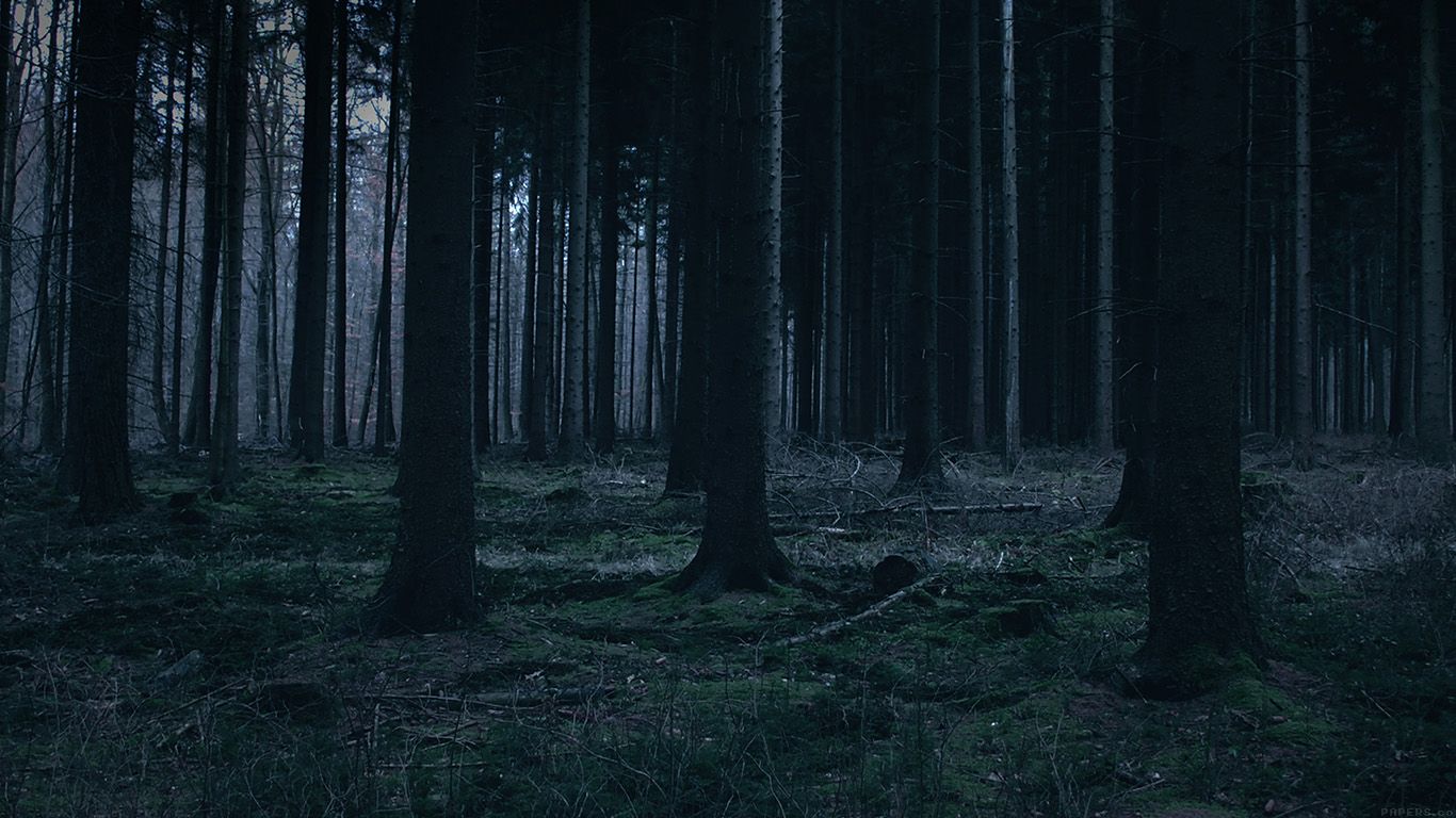 A Forest Night 4K Wallpapers