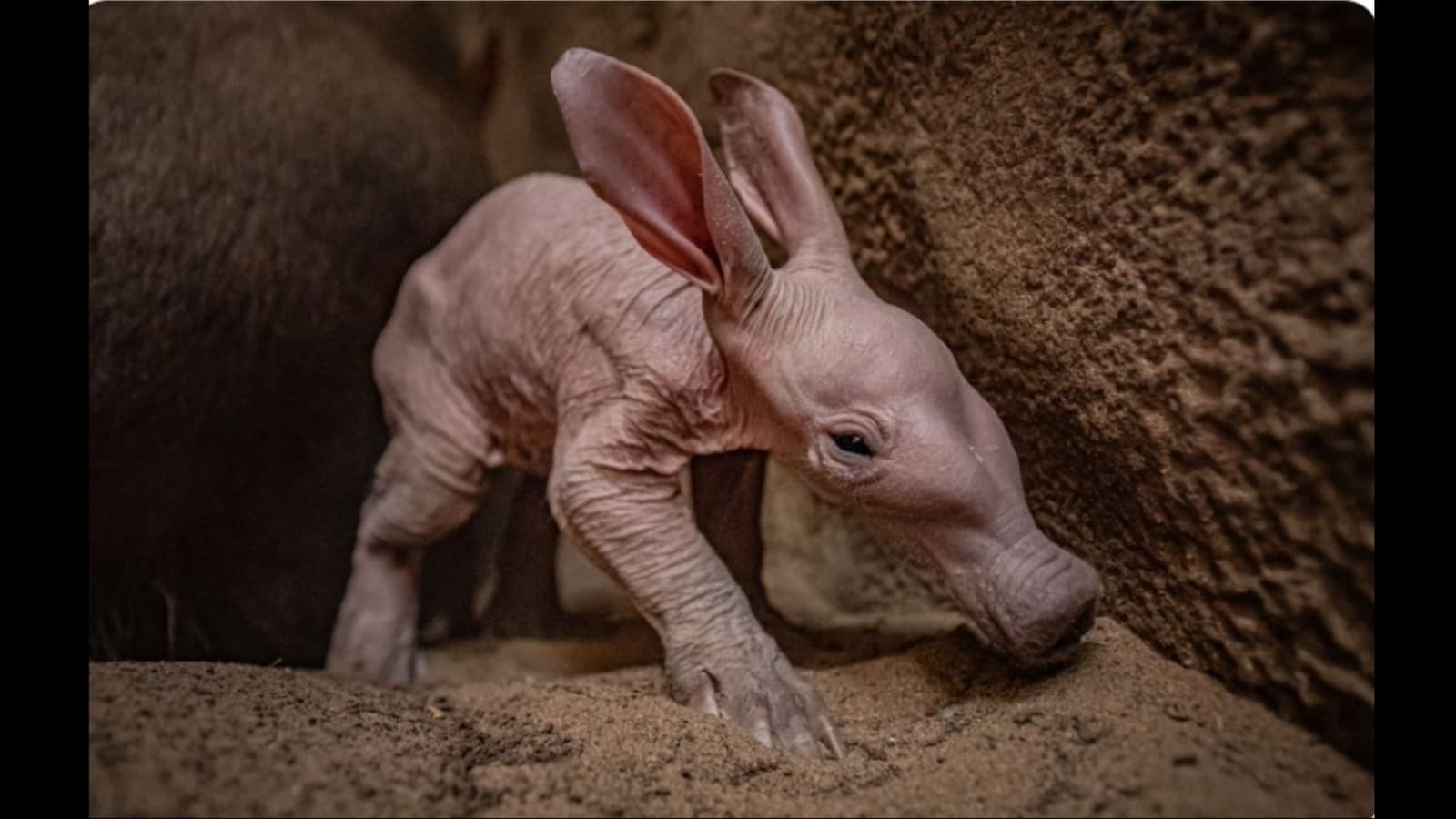 Aardvark Wallpapers