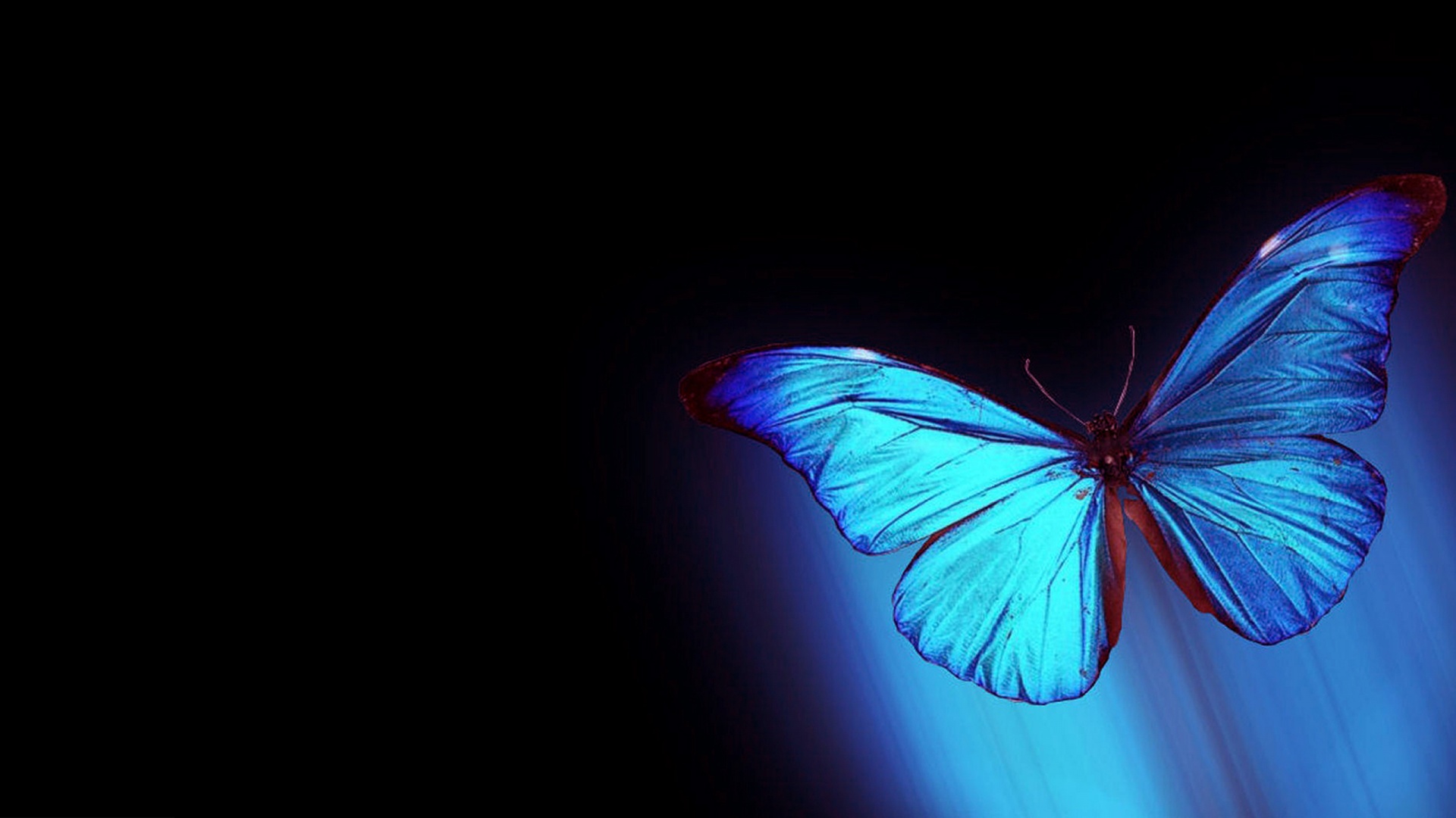 Abstract Butterflies Desktop Wallpapers