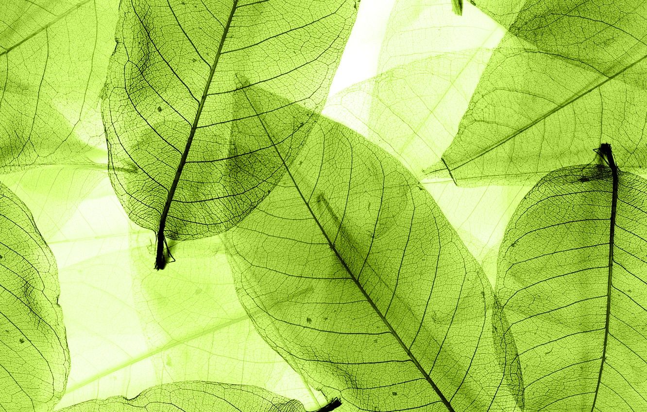 Abstract Colors Leaf Wallpapers