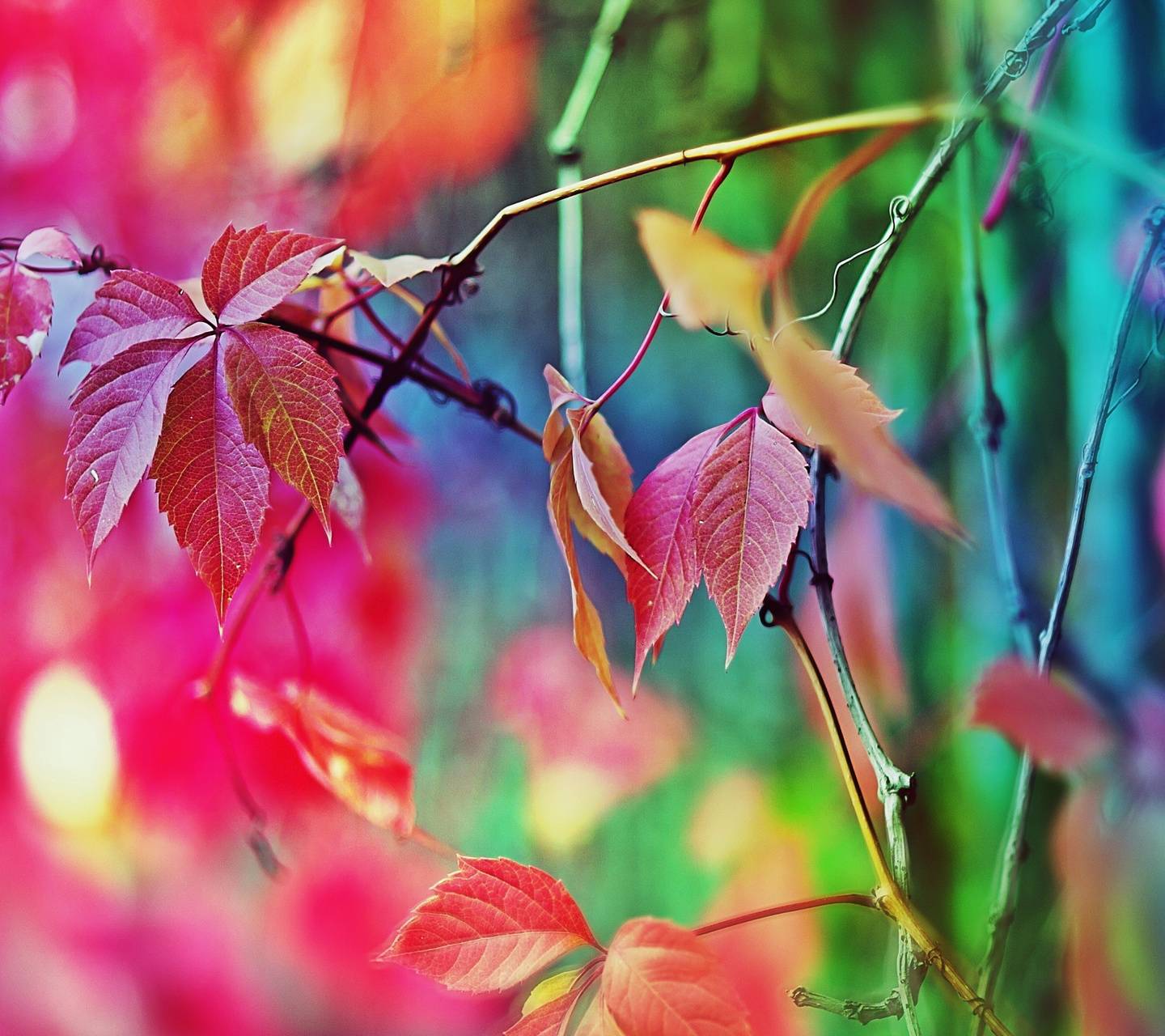 Abstract Colors Leaf Wallpapers