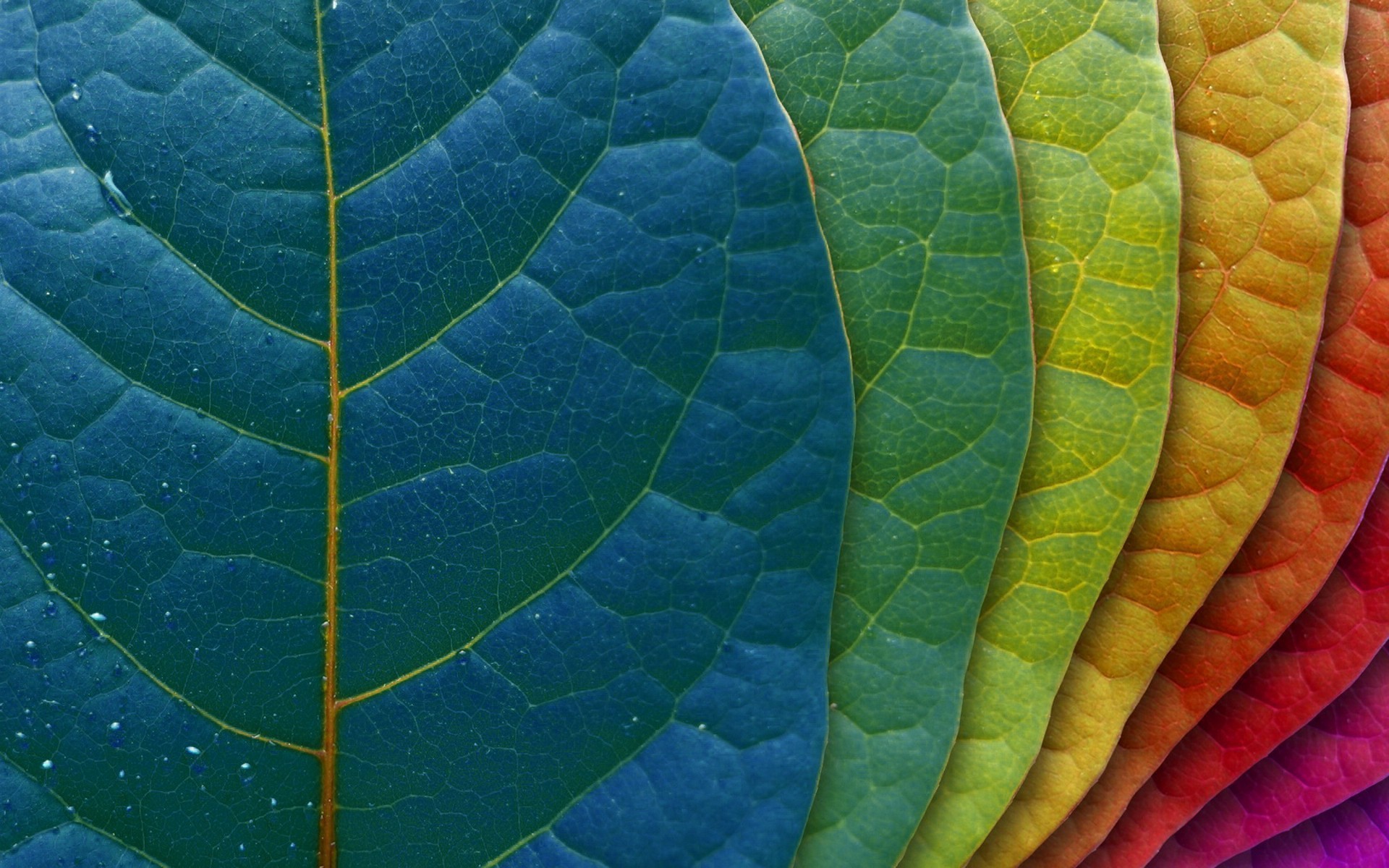 Abstract Colors Leaf Wallpapers