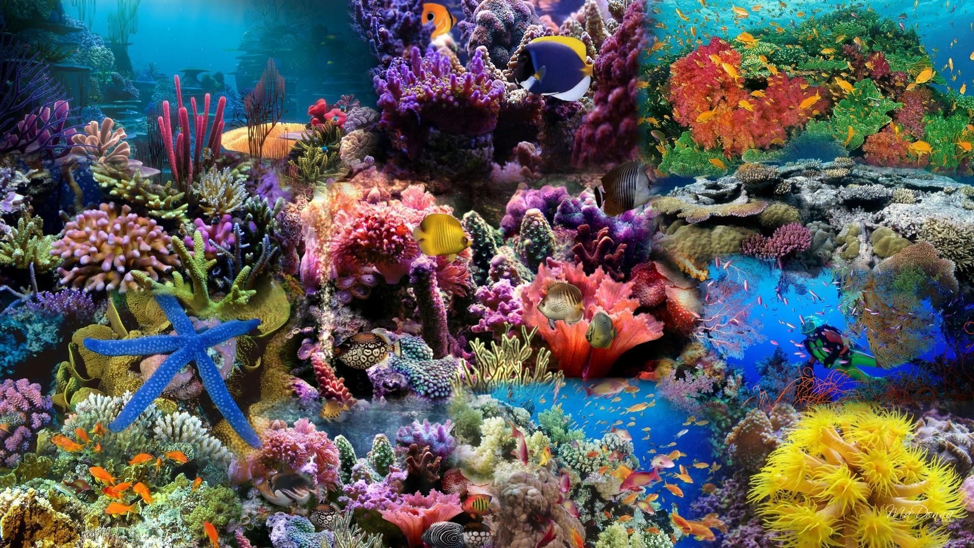 Abstract Coral Reef Wallpapers