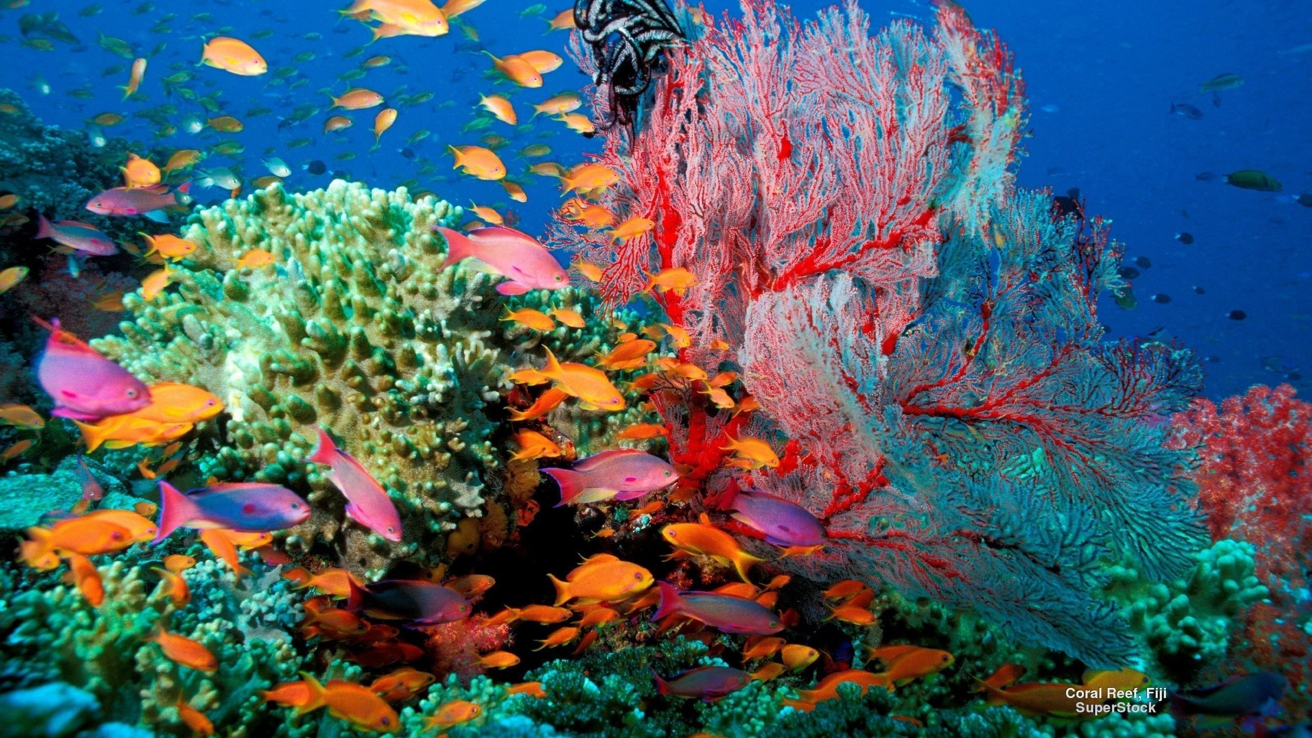 Abstract Coral Reef Wallpapers