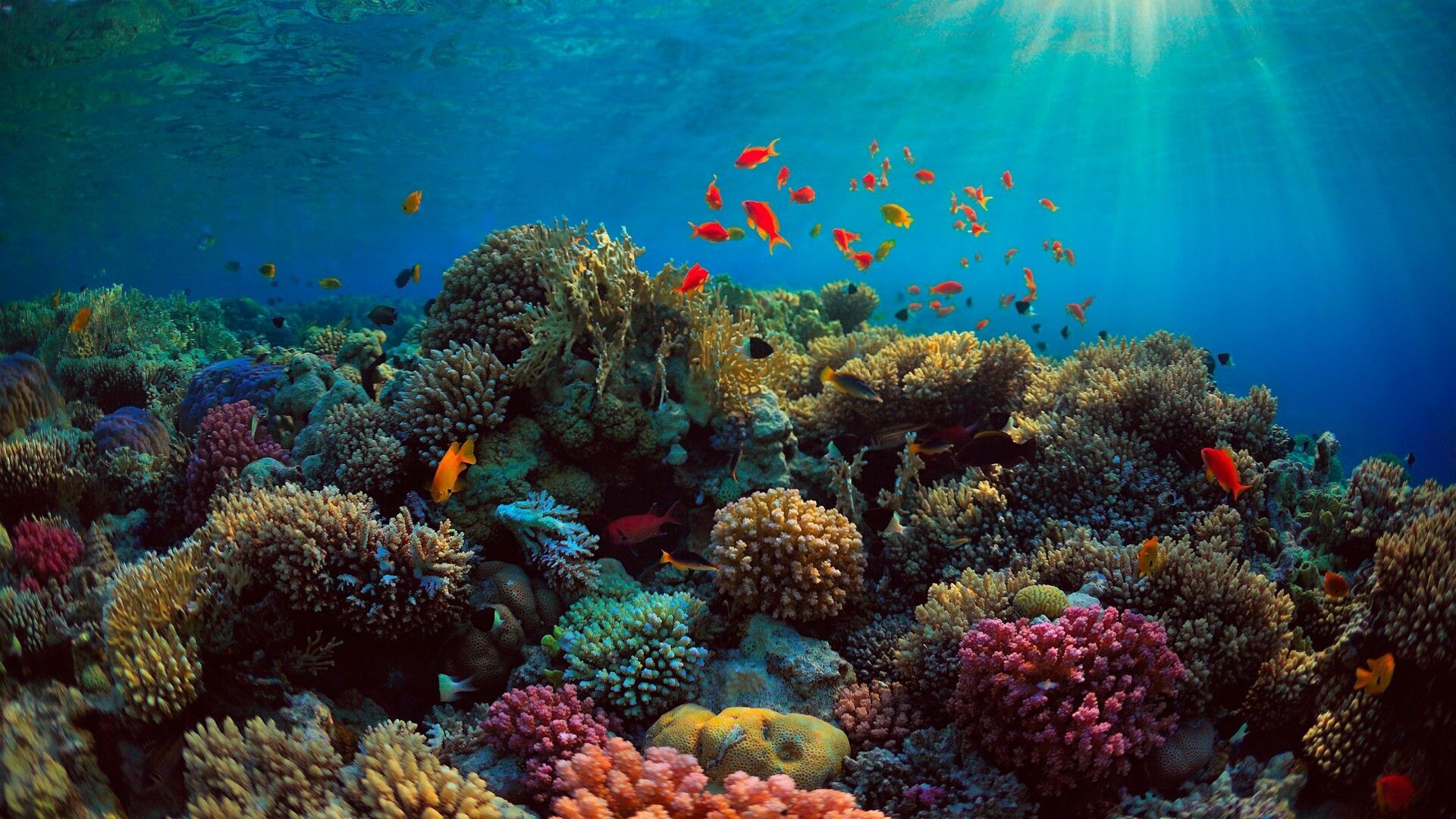 Abstract Coral Reef Wallpapers