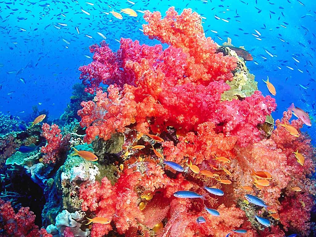 Abstract Coral Reef Wallpapers