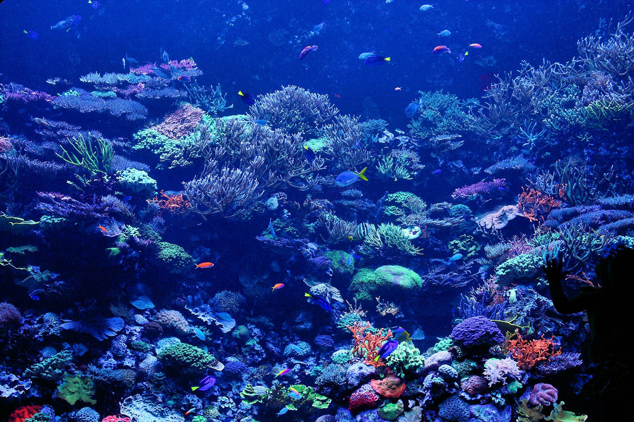 Abstract Coral Reef Wallpapers