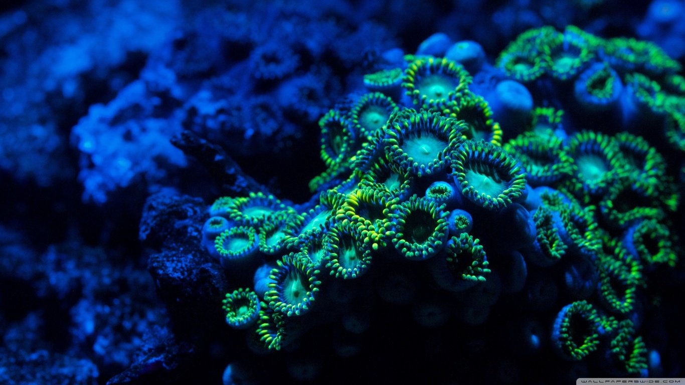 Abstract Coral Reef Wallpapers