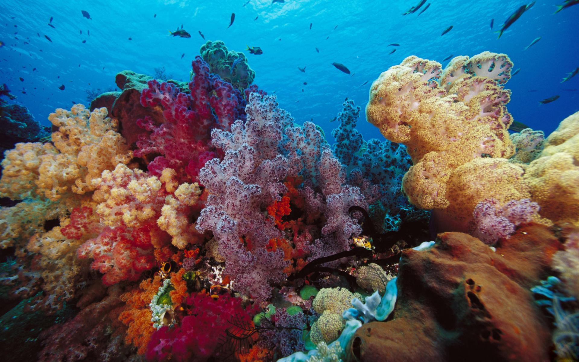 Abstract Coral Reef Wallpapers