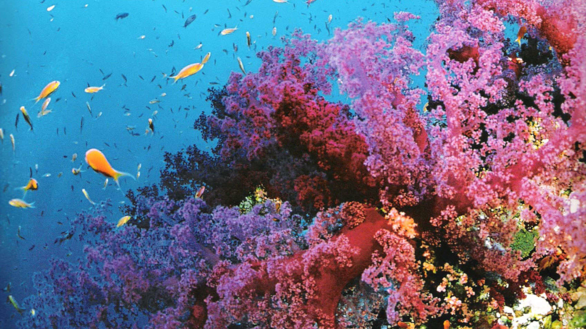 Abstract Coral Reef Wallpapers