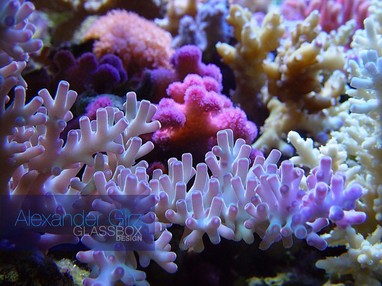 Abstract Coral Reef Wallpapers