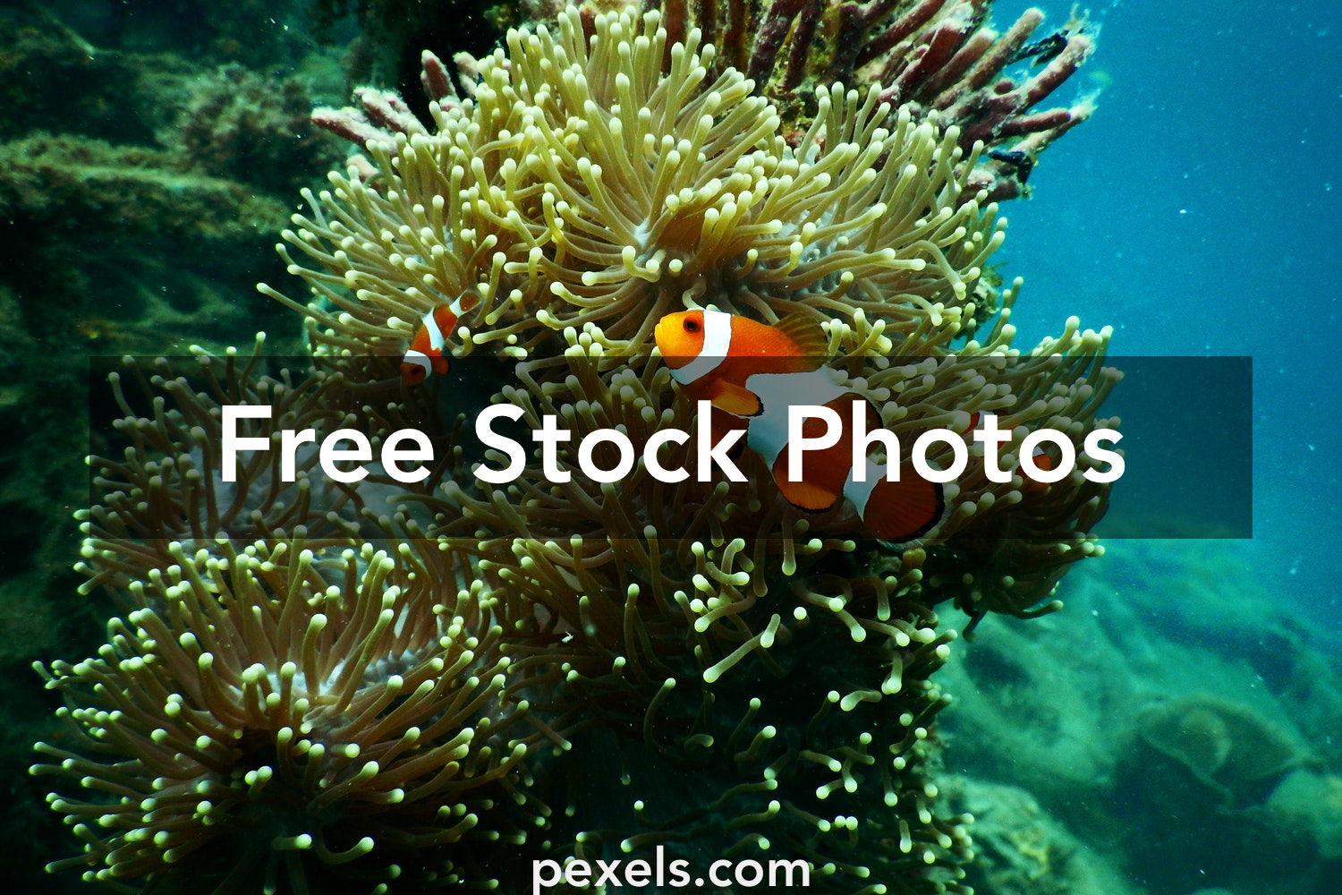 Abstract Coral Reef Wallpapers