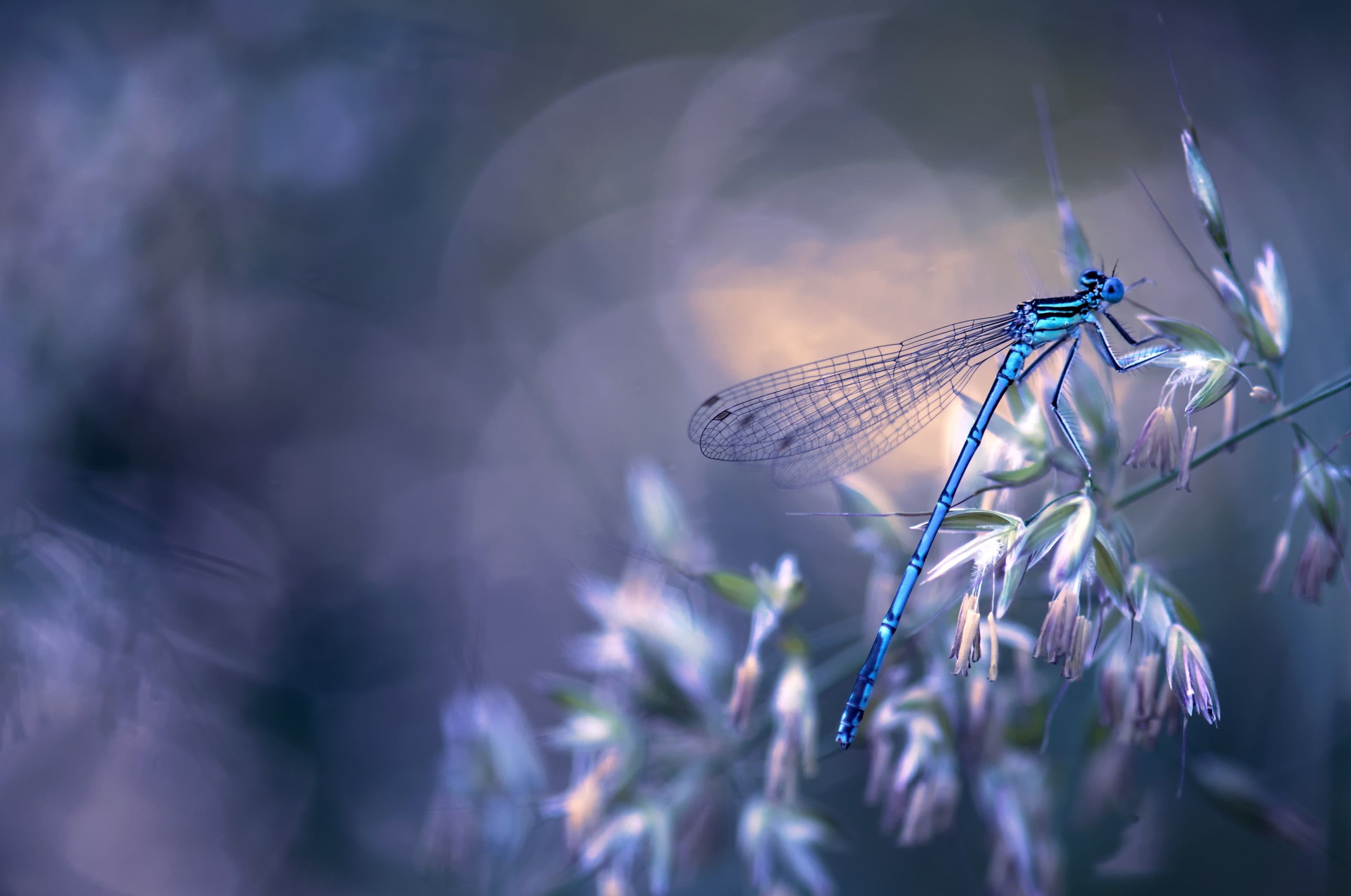 Abstract Dragonfly Wallpapers