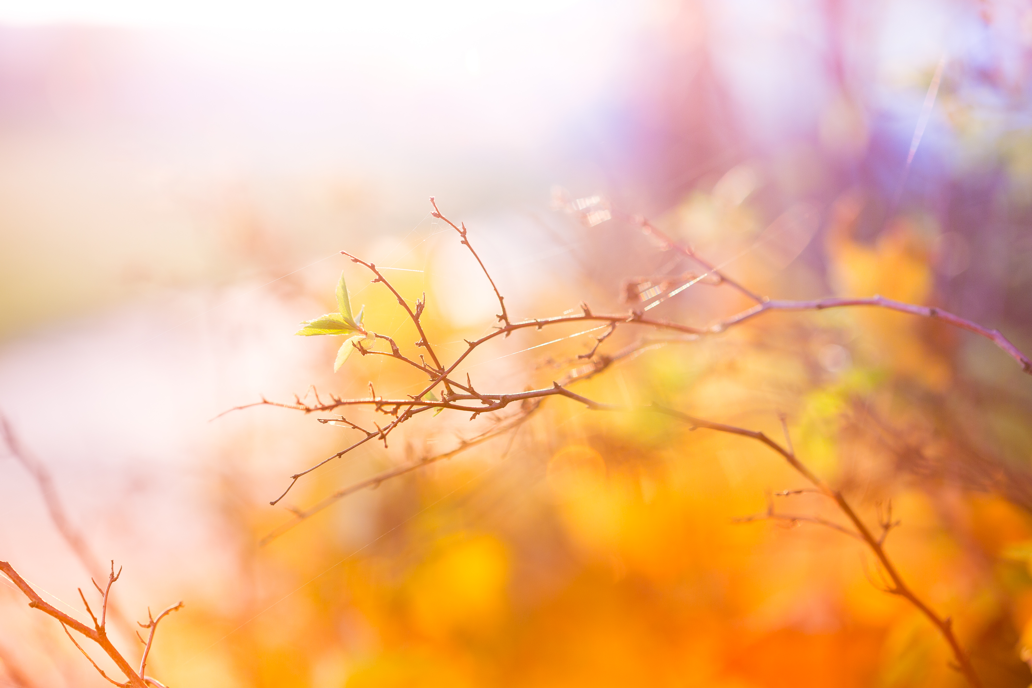 Abstract Fall Background