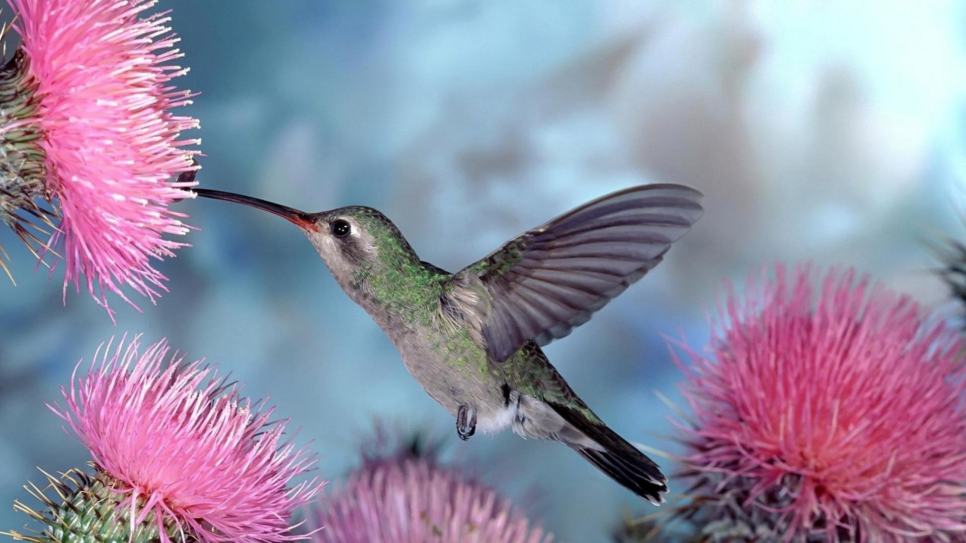 Abstract Hummingbird Wallpapers