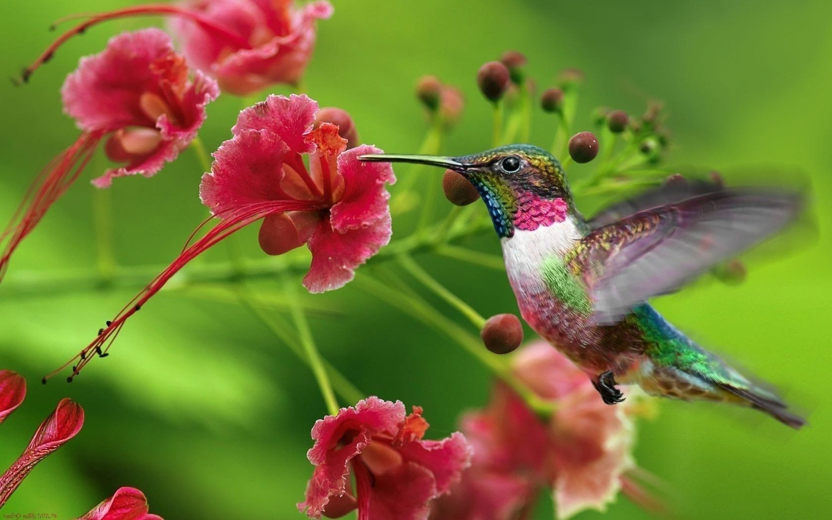 Abstract Hummingbird Wallpapers