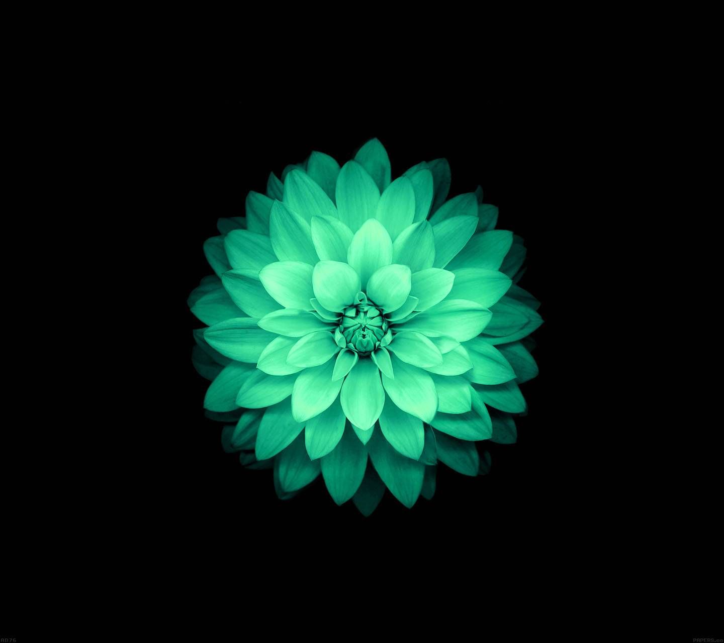 Abstract Lotus Wallpapers